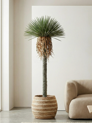 Artificial Ponytail palm 6ft