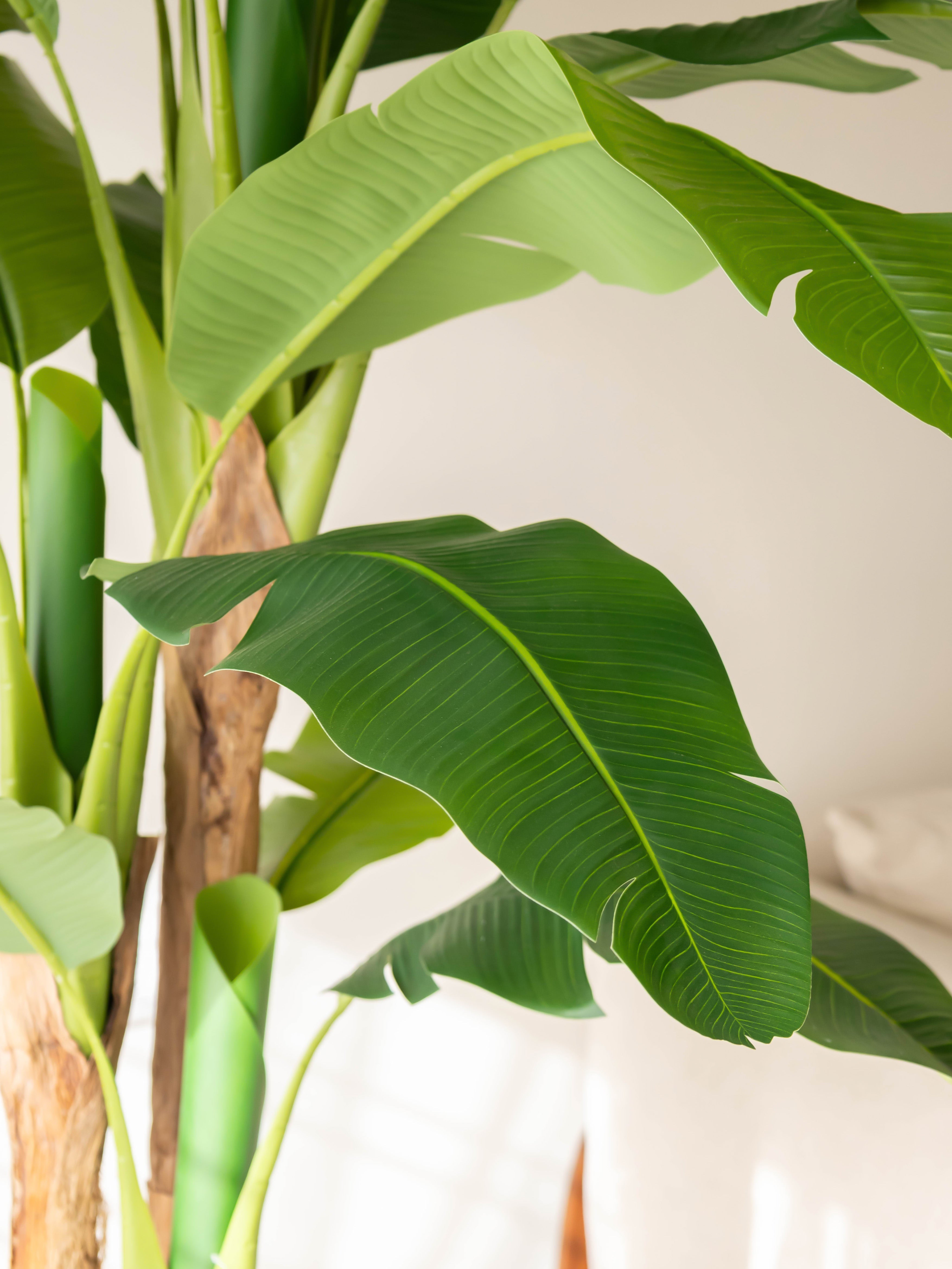 Artificial Tropical Banana Tree 6ft