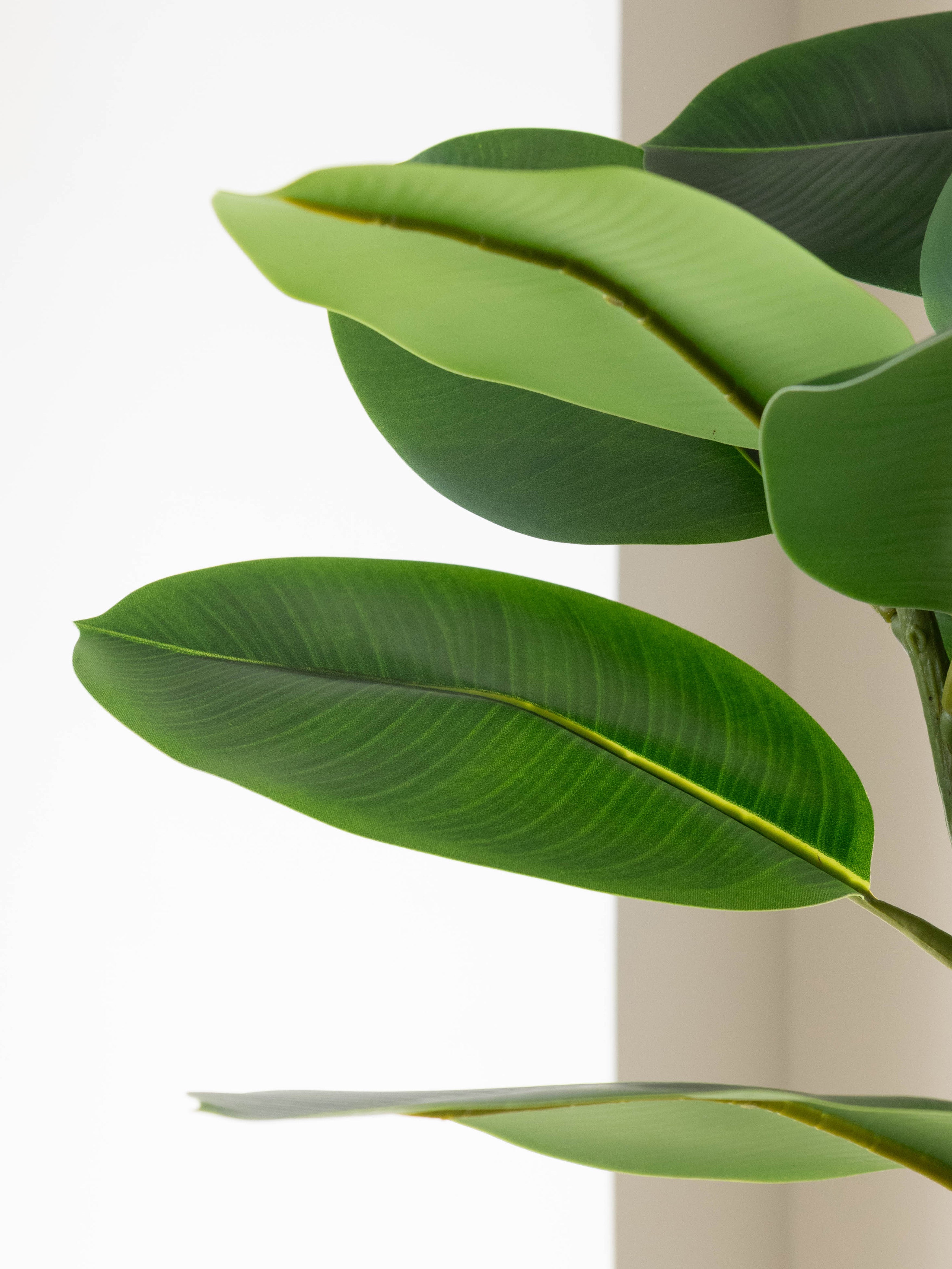 Artificial Vista Rubber Plant 5ft