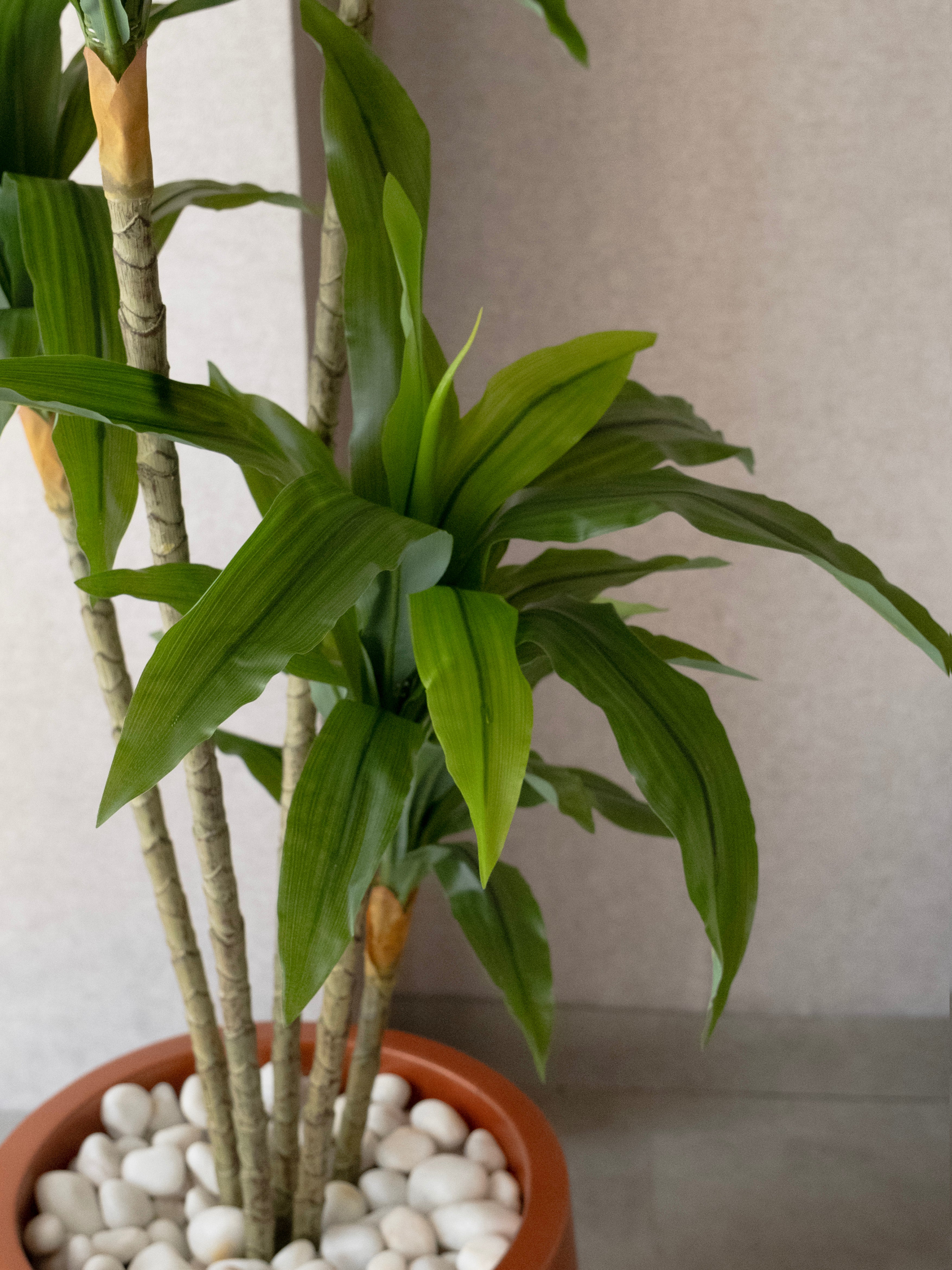 Artificial Green Dracaena Plant 5.2ft