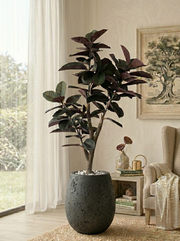 Artificial Rubber Plant 5ft