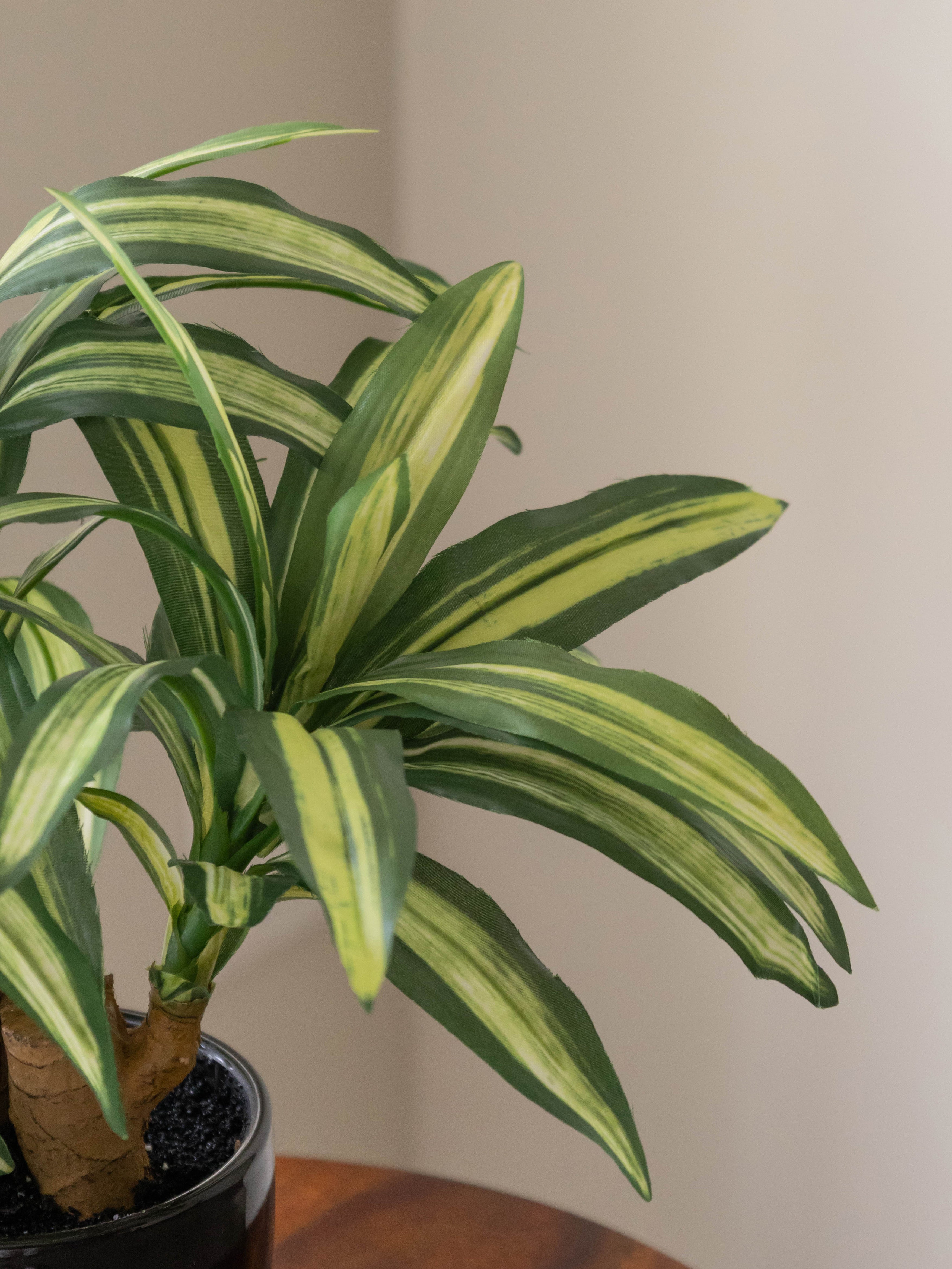 Artificial Dracaena Plant Bonsai 1.2ft