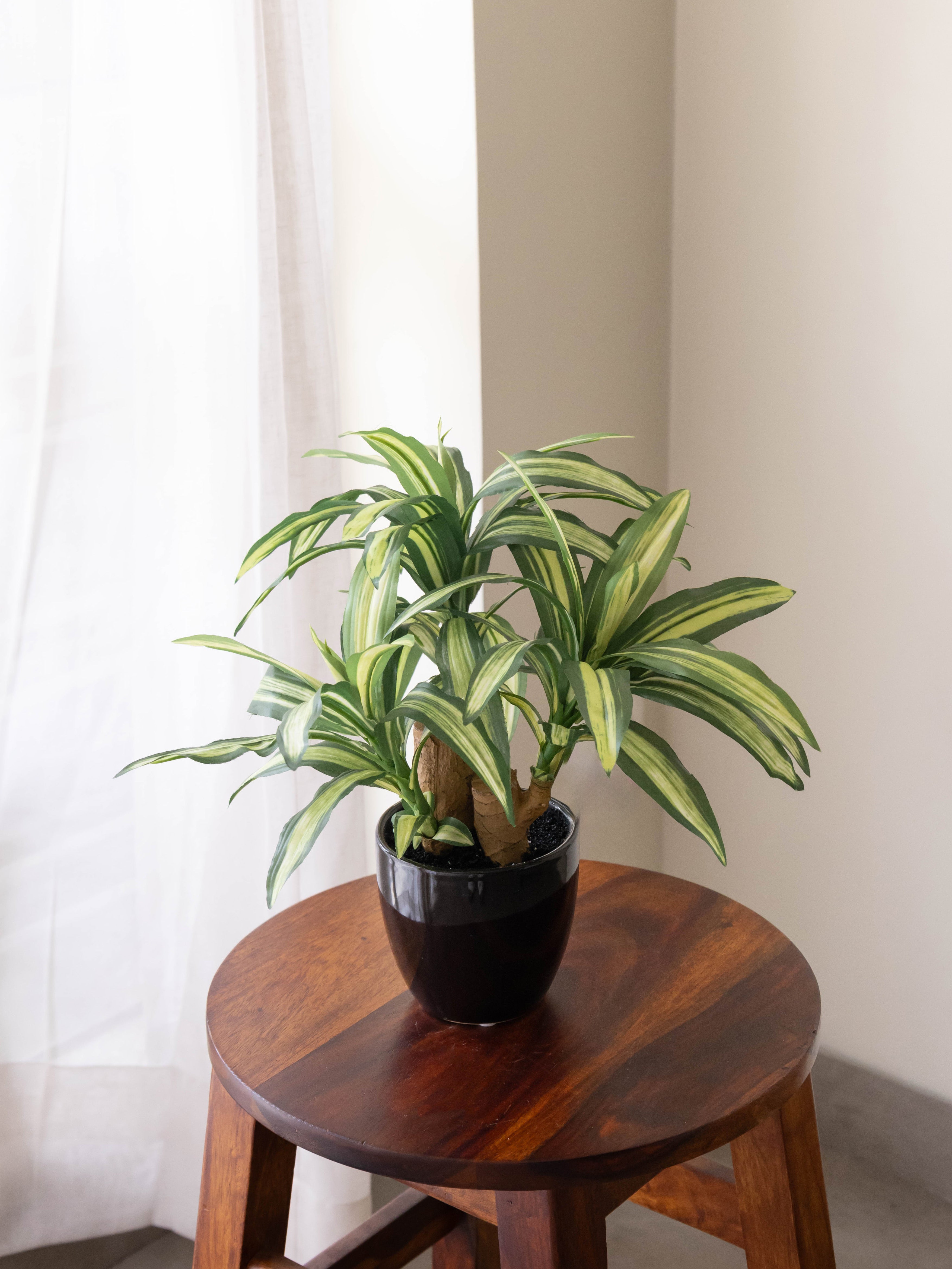 Artificial Dracaena Plant Bonsai 1.2ft