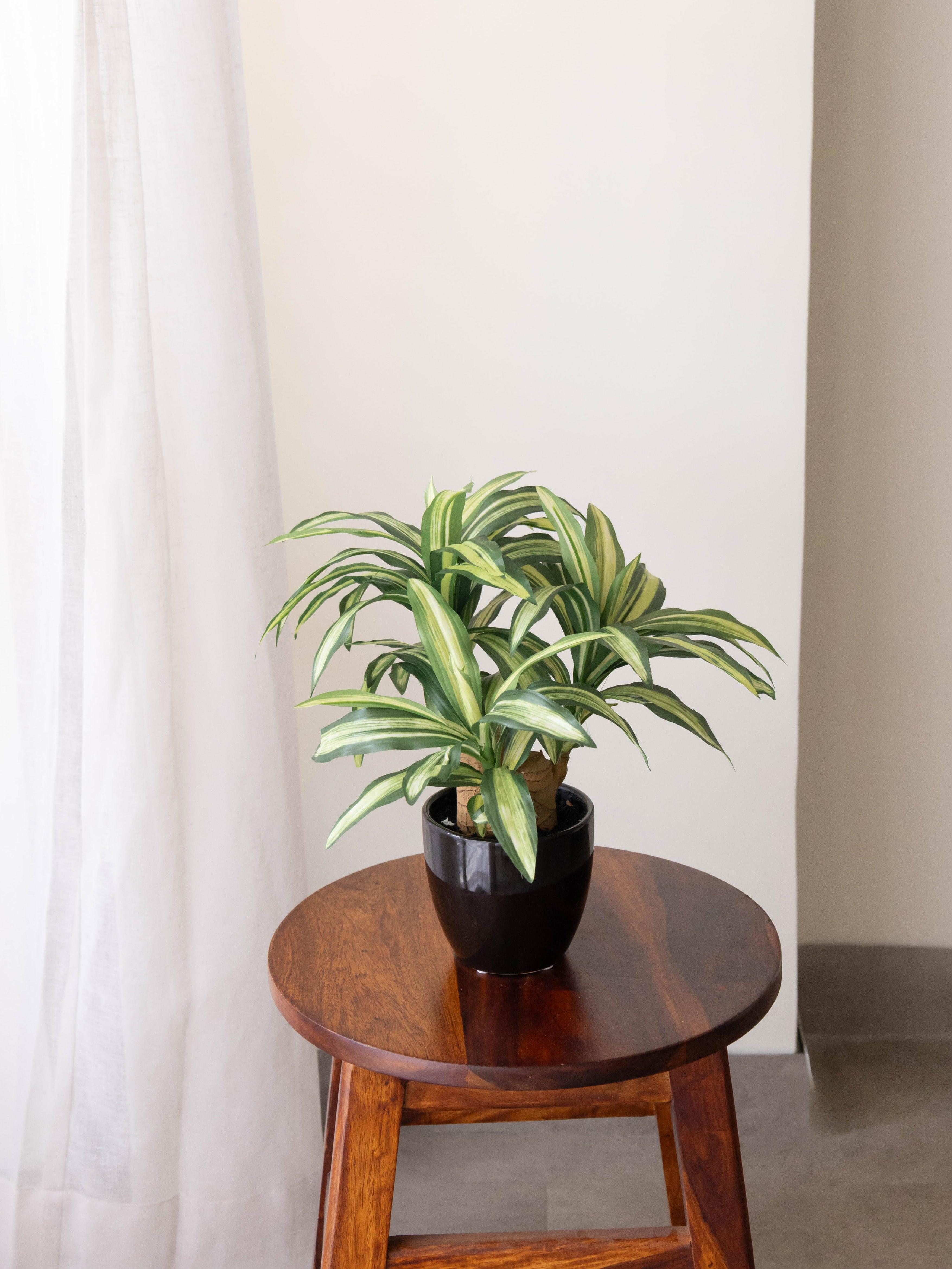 Artificial Dracaena Plant Bonsai 1.2ft