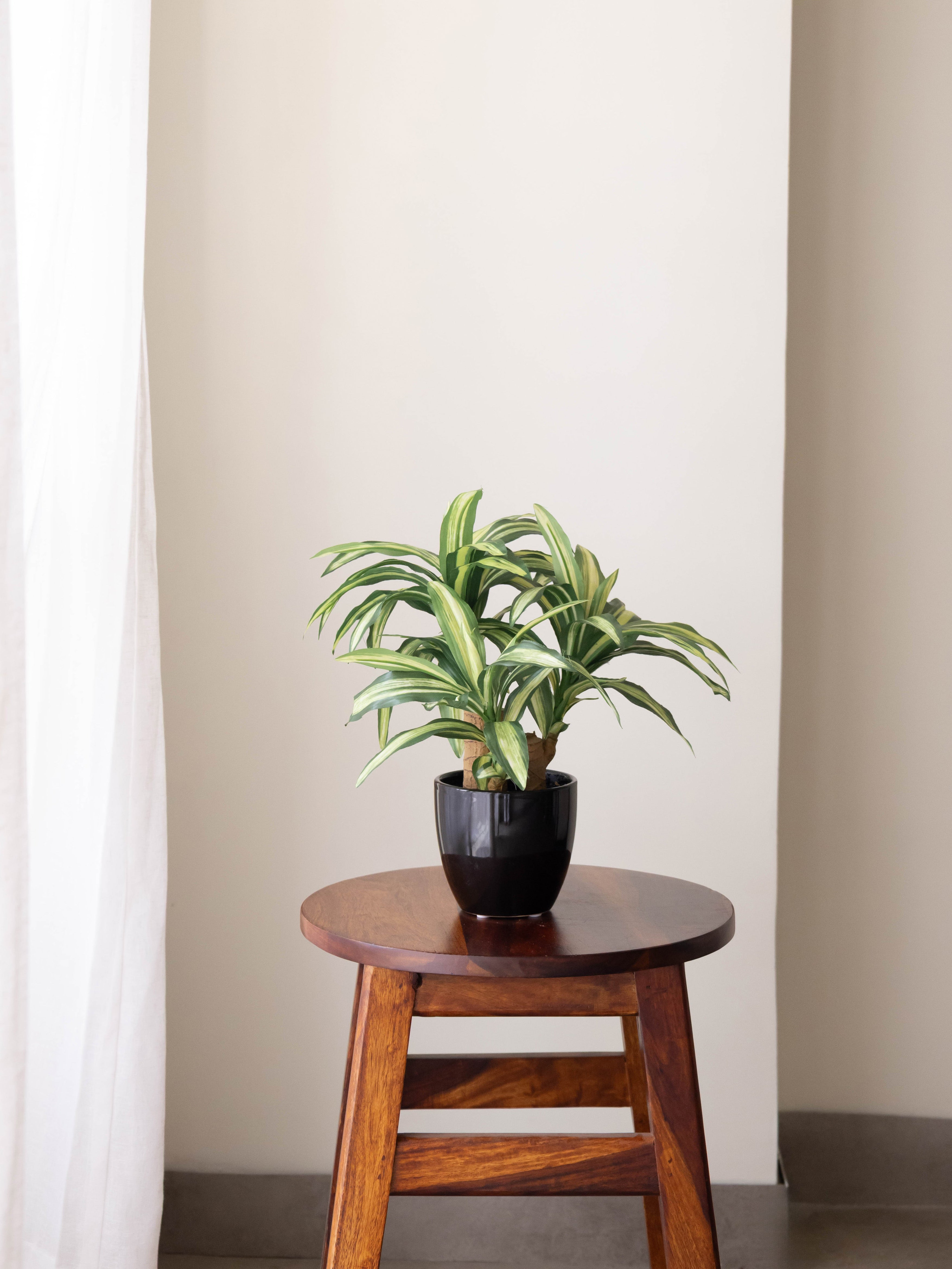Artificial Dracaena Plant Bonsai 1.2ft