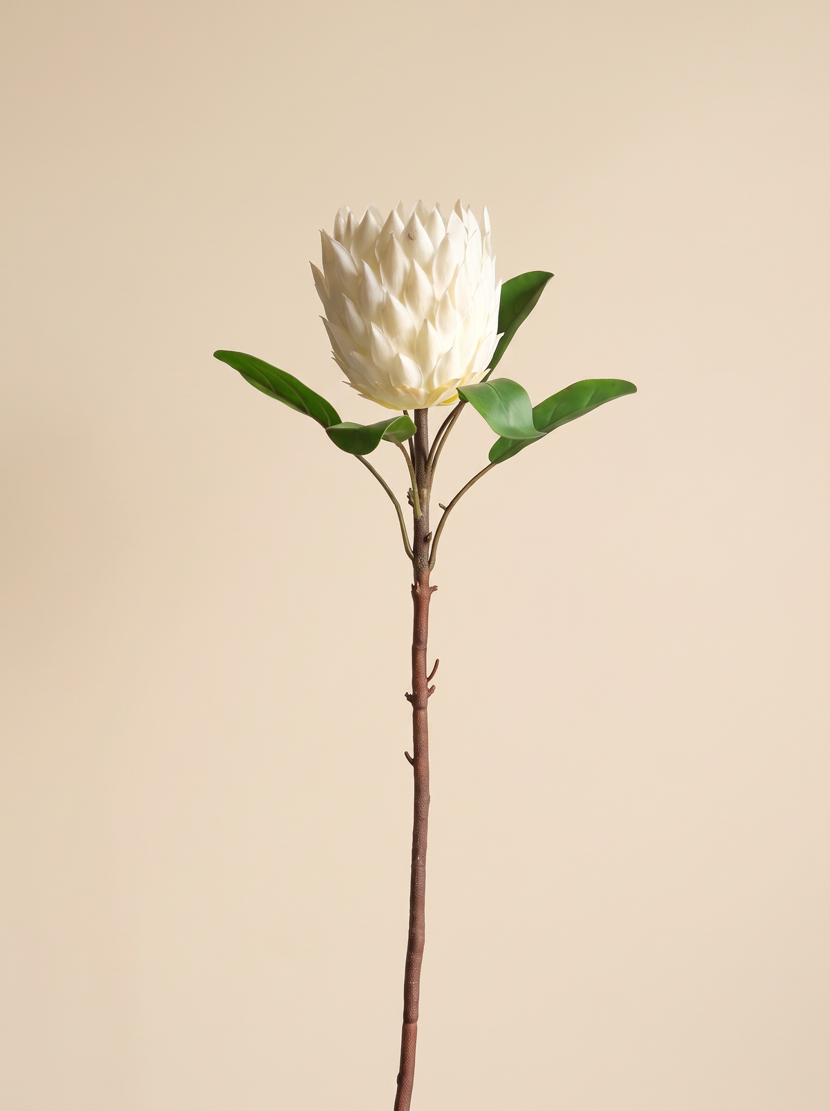 Artificial White Protea Flower Stem 70cm