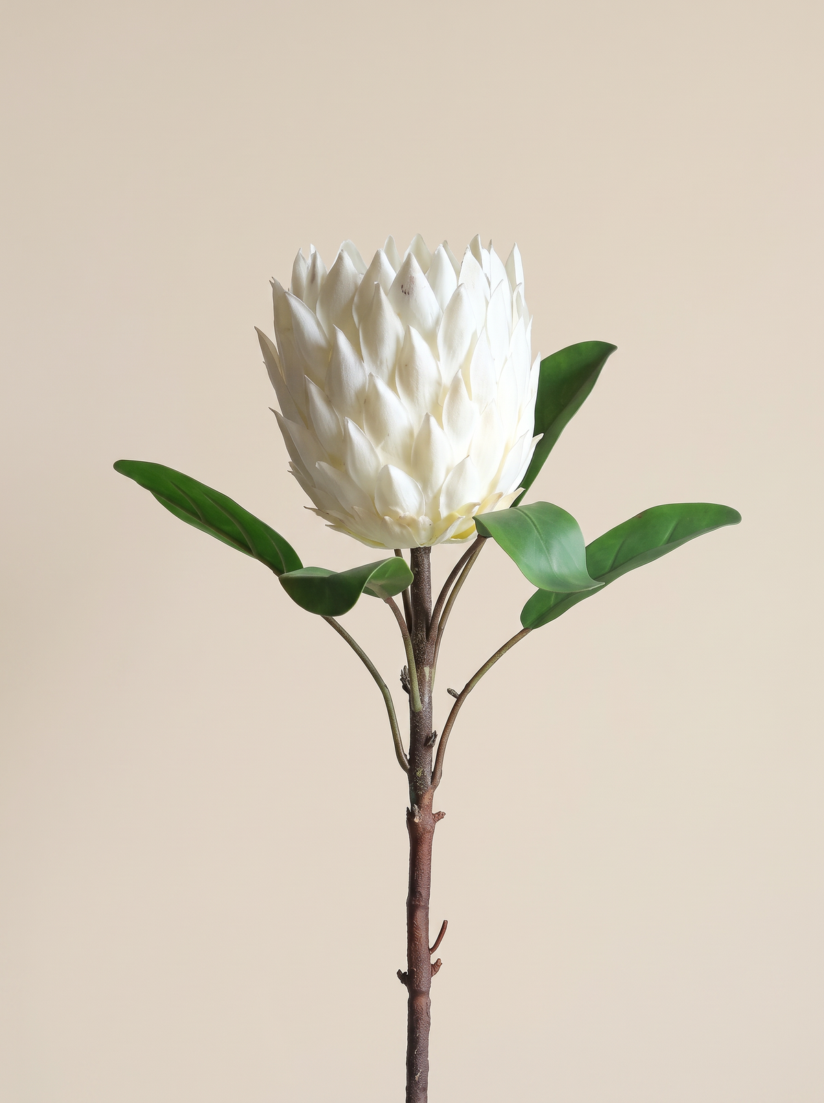 Artificial White Protea Flower Stem 70cm