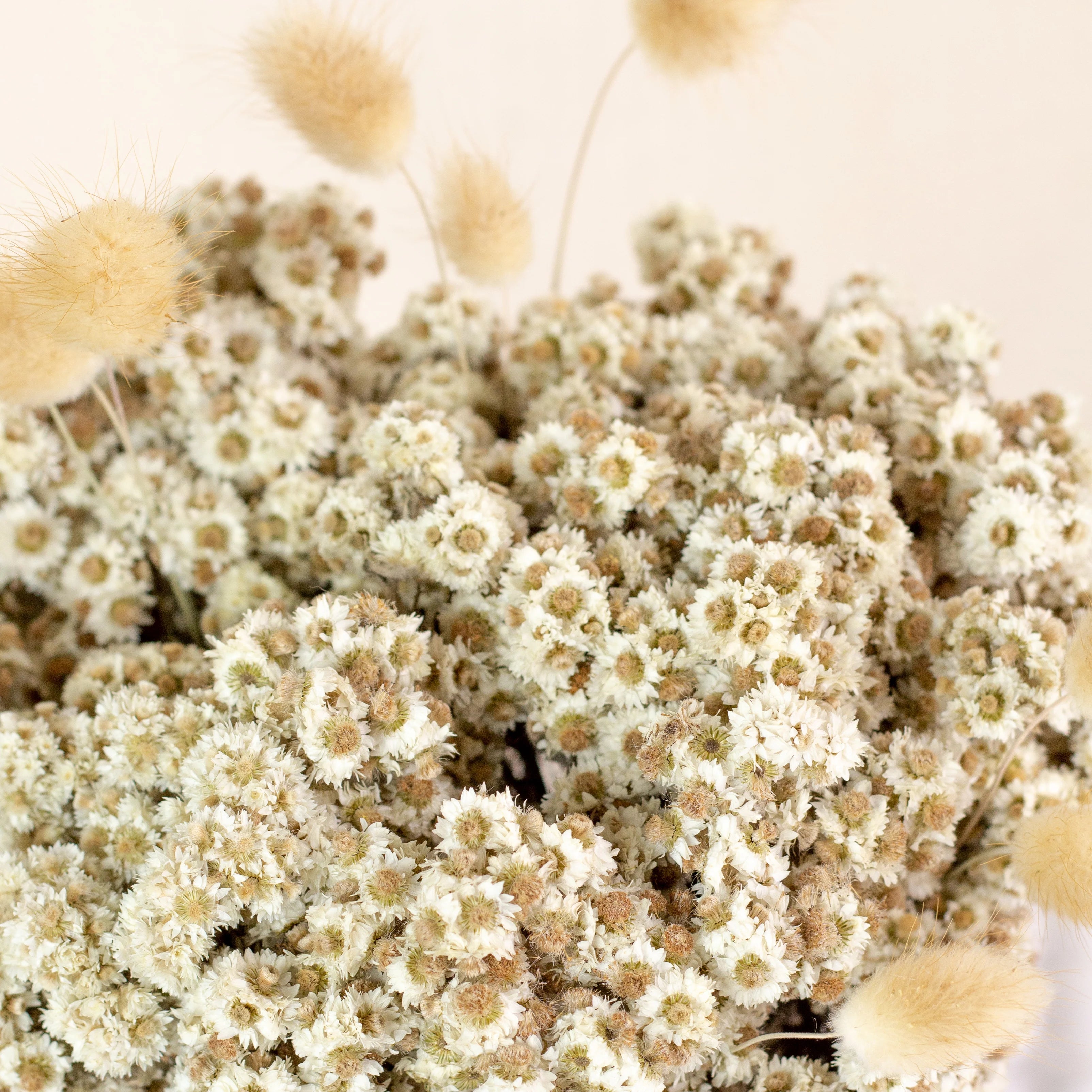 Dried Daisy Flower Bunch