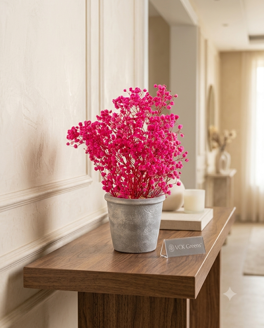 Preserved Baby’s Breath Table Top 24cm