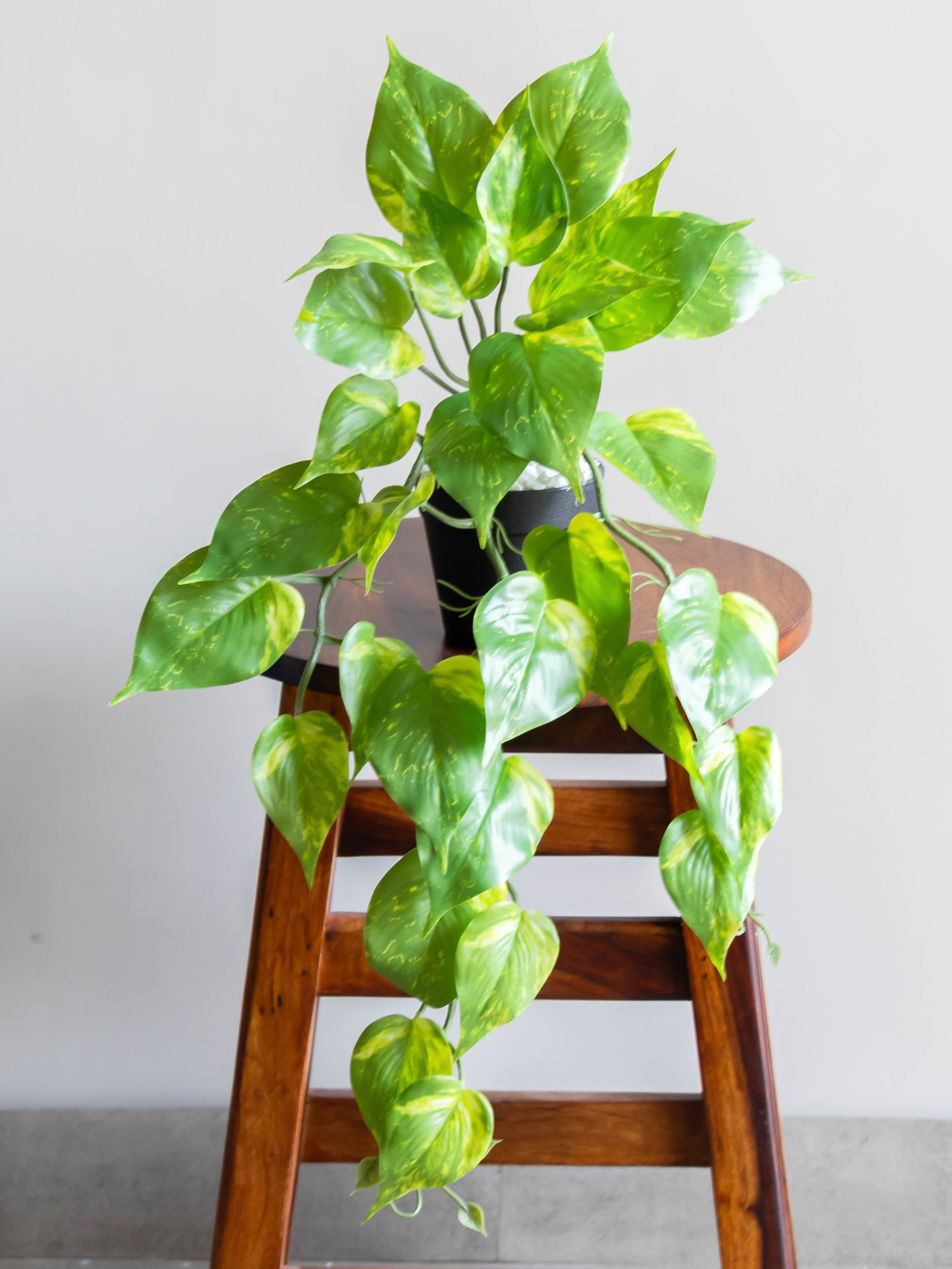 Artificial Money Plant Creeper 50cm