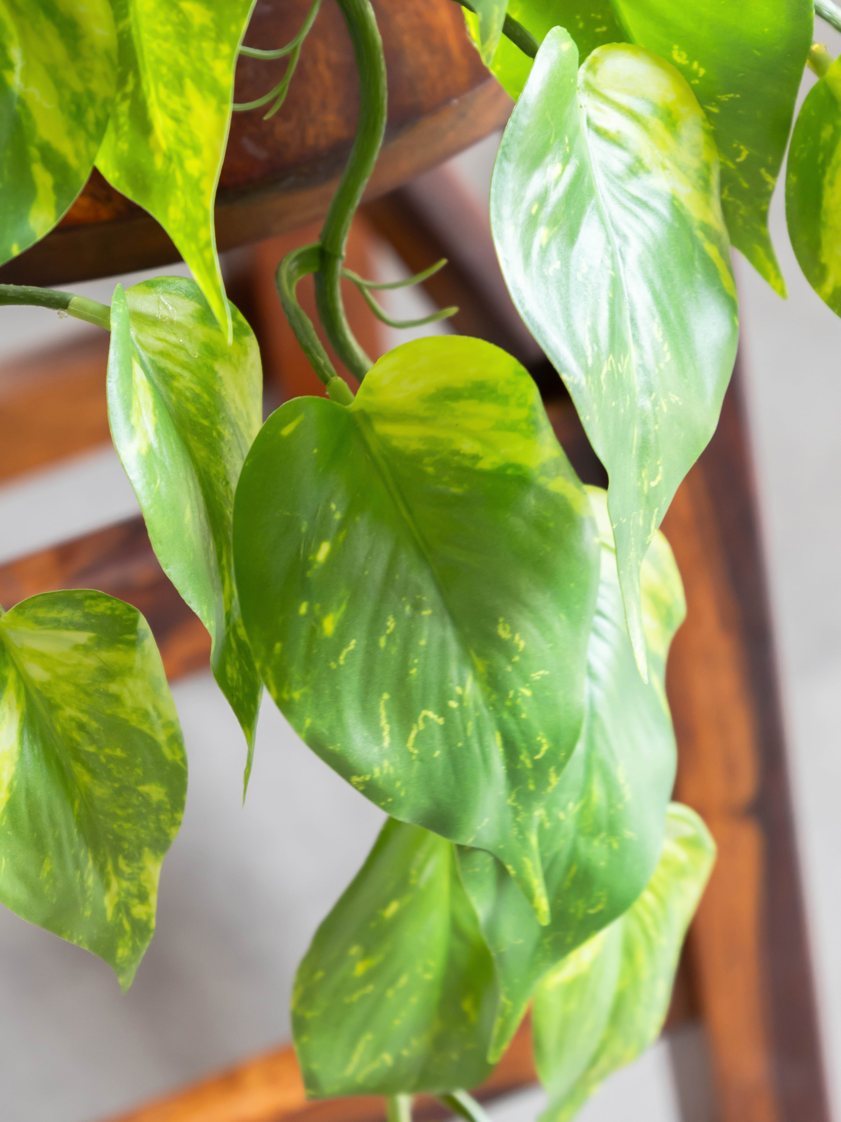Artificial Money Plant Creeper 50cm