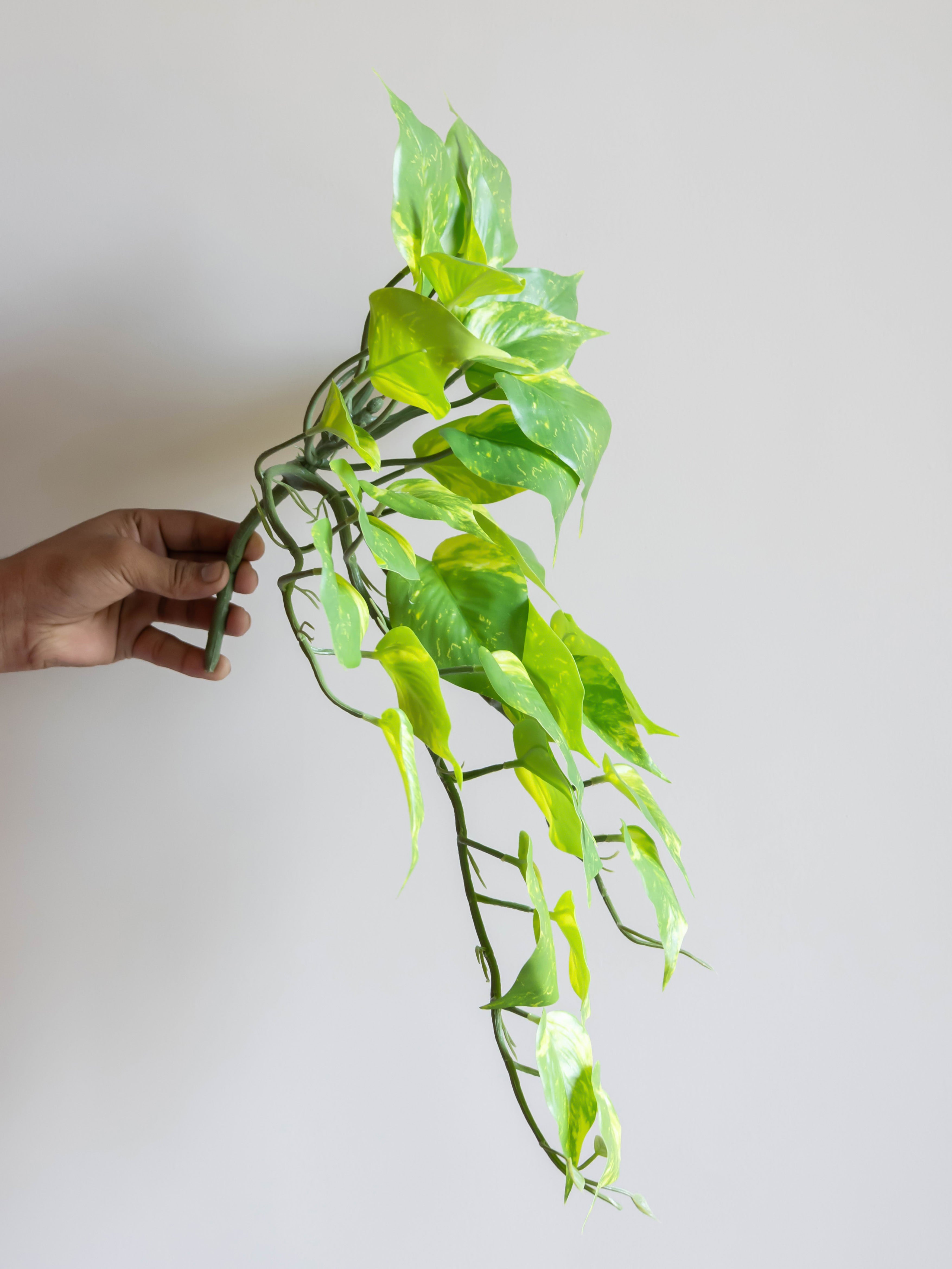 Artificial Money Plant Creeper 50cm