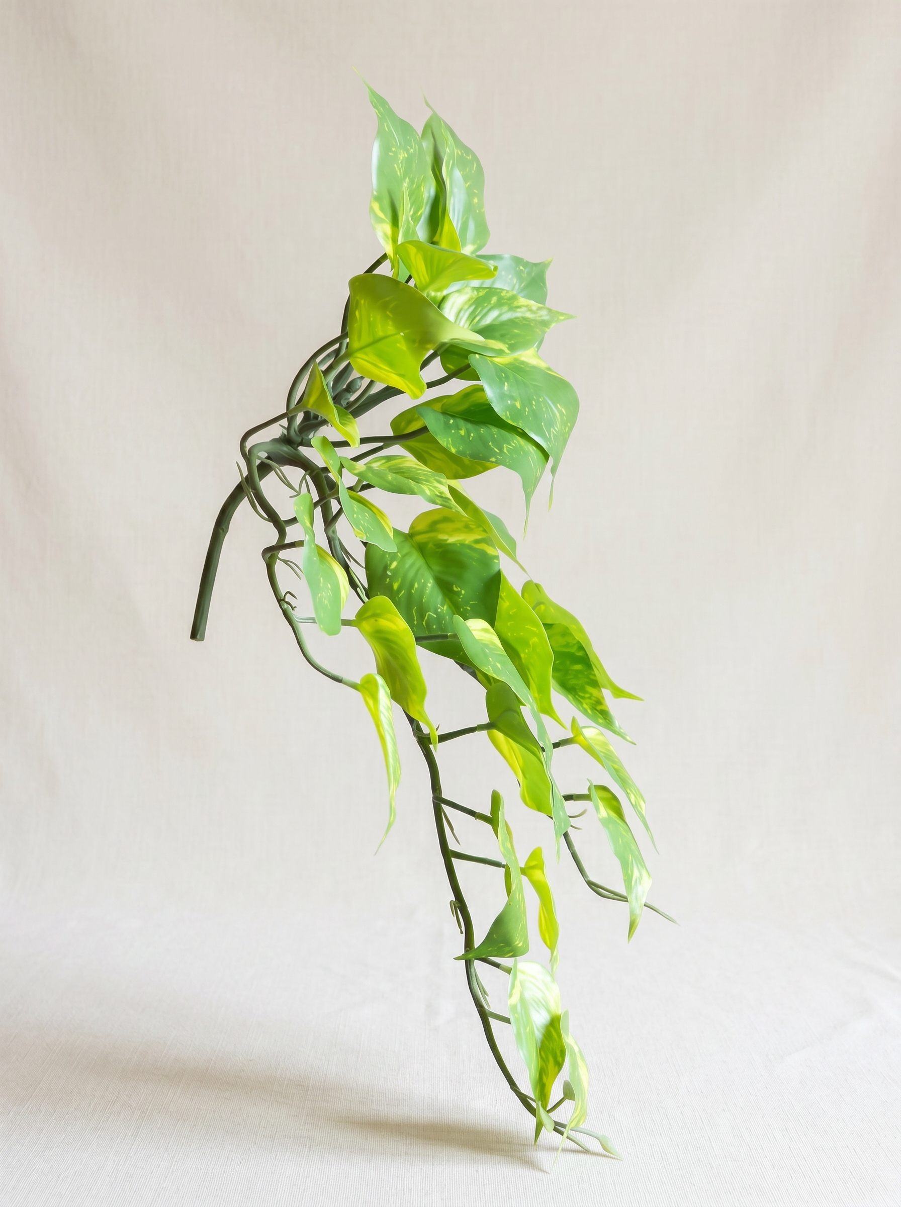 Artificial Money Plant Creeper 50cm