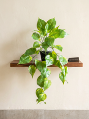 Artificial Money Plant Creeper 50cm