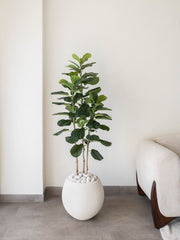 Artificial Velora Fiddle Leaf Fig Tree 5ft