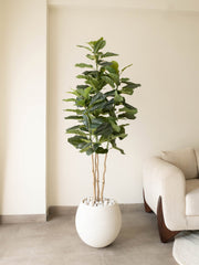 Artificial Velora Fiddle Leaf Fig Tree 6ft