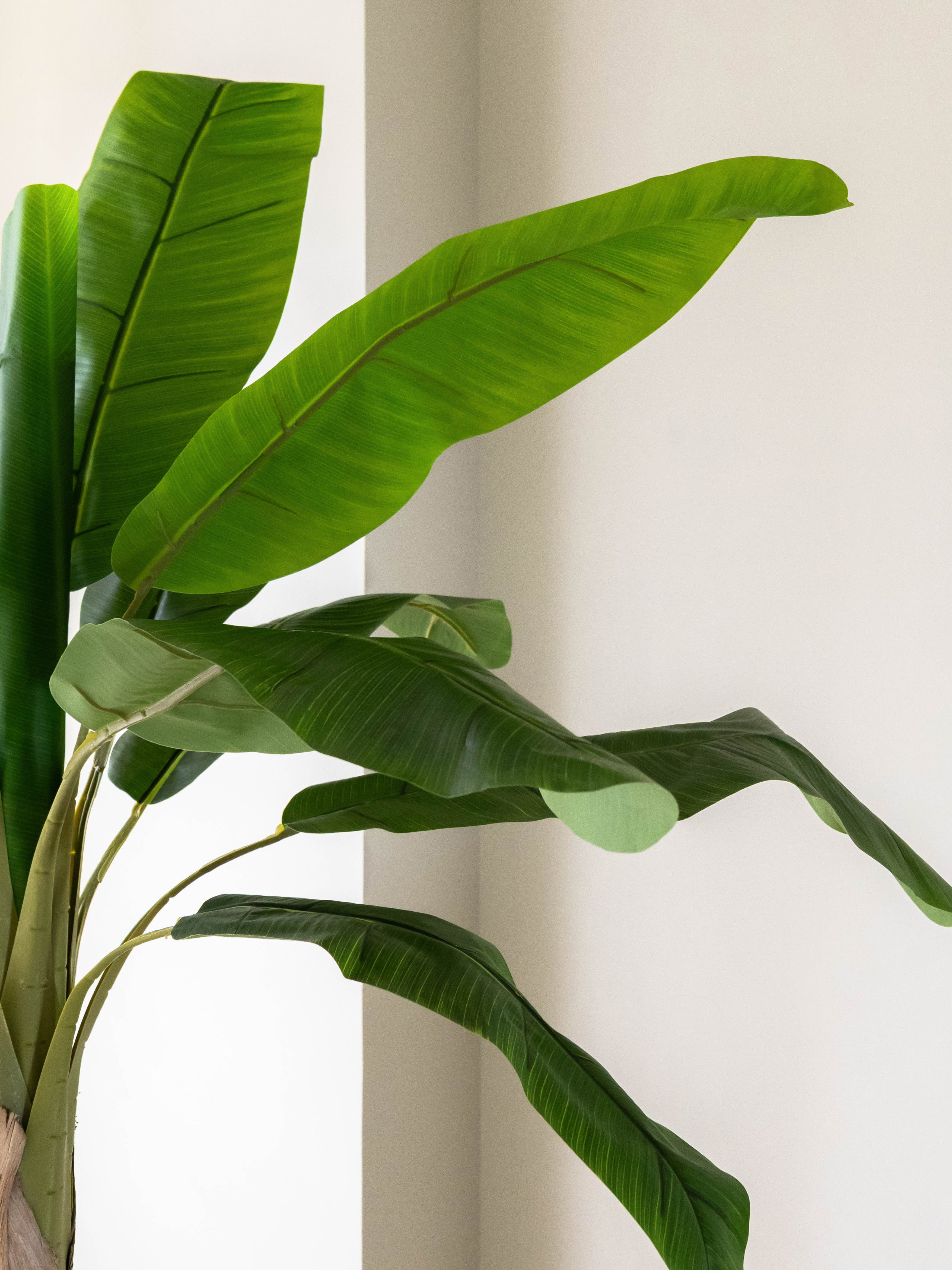 Artificial Banana Tree 5.5ft