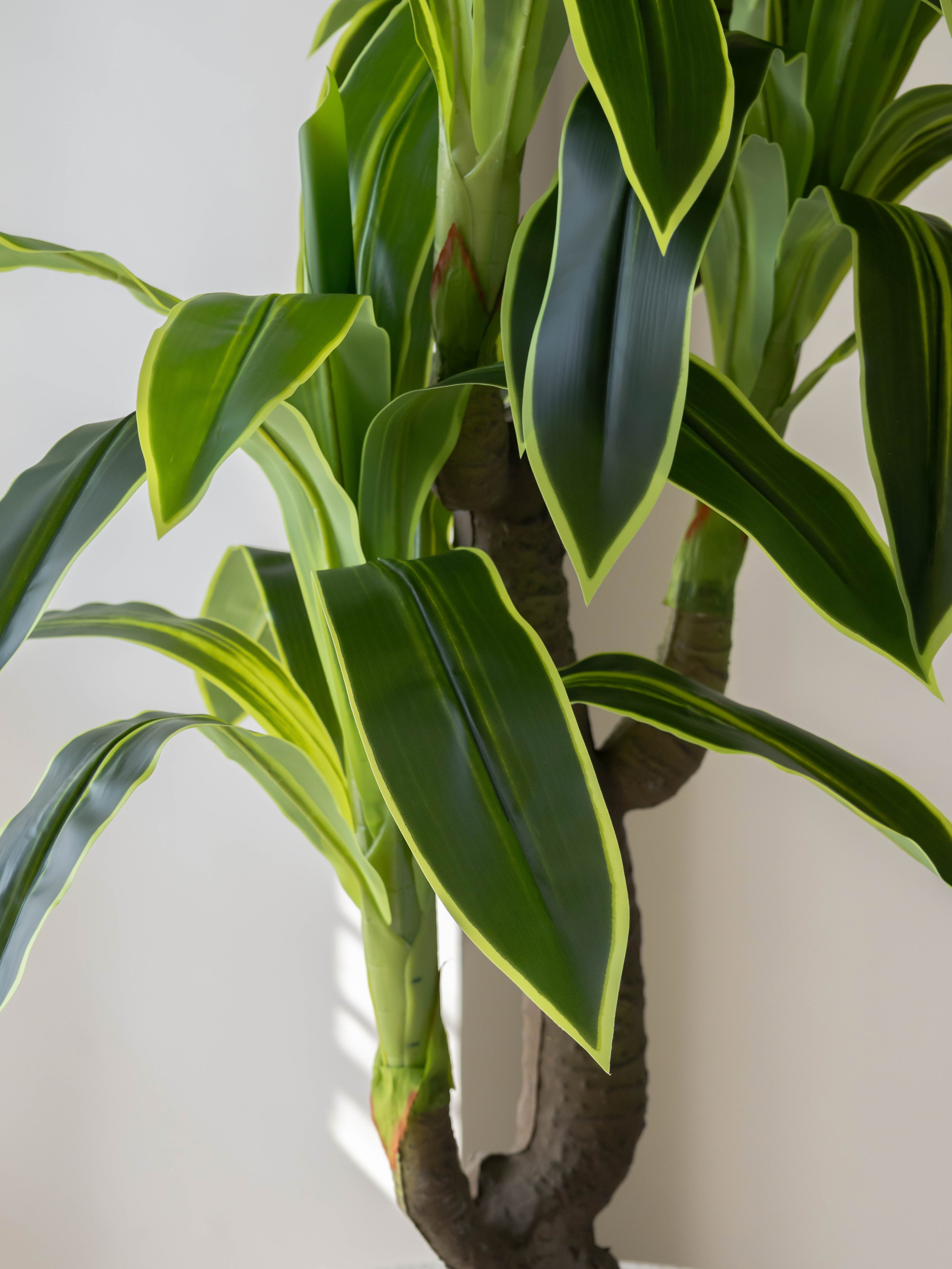 Artificial Variegated Dracaena Plant 6ft