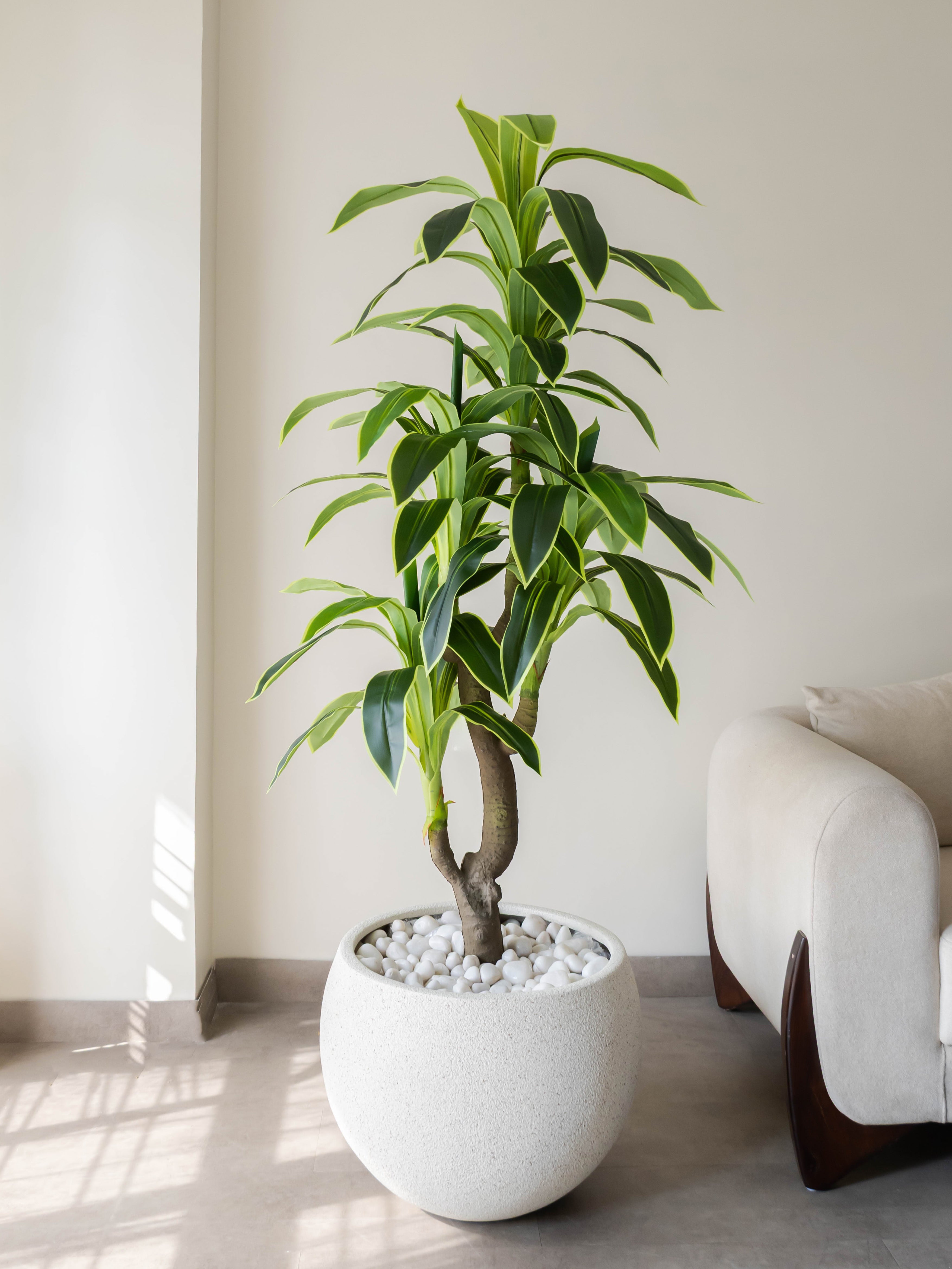 Artificial Variegated Dracaena Plant 6ft
