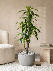 Artificial Variegated Dracaena Plant 6ft