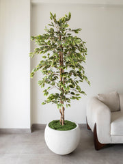 Artificial Variegated Ficus Tree 6ft