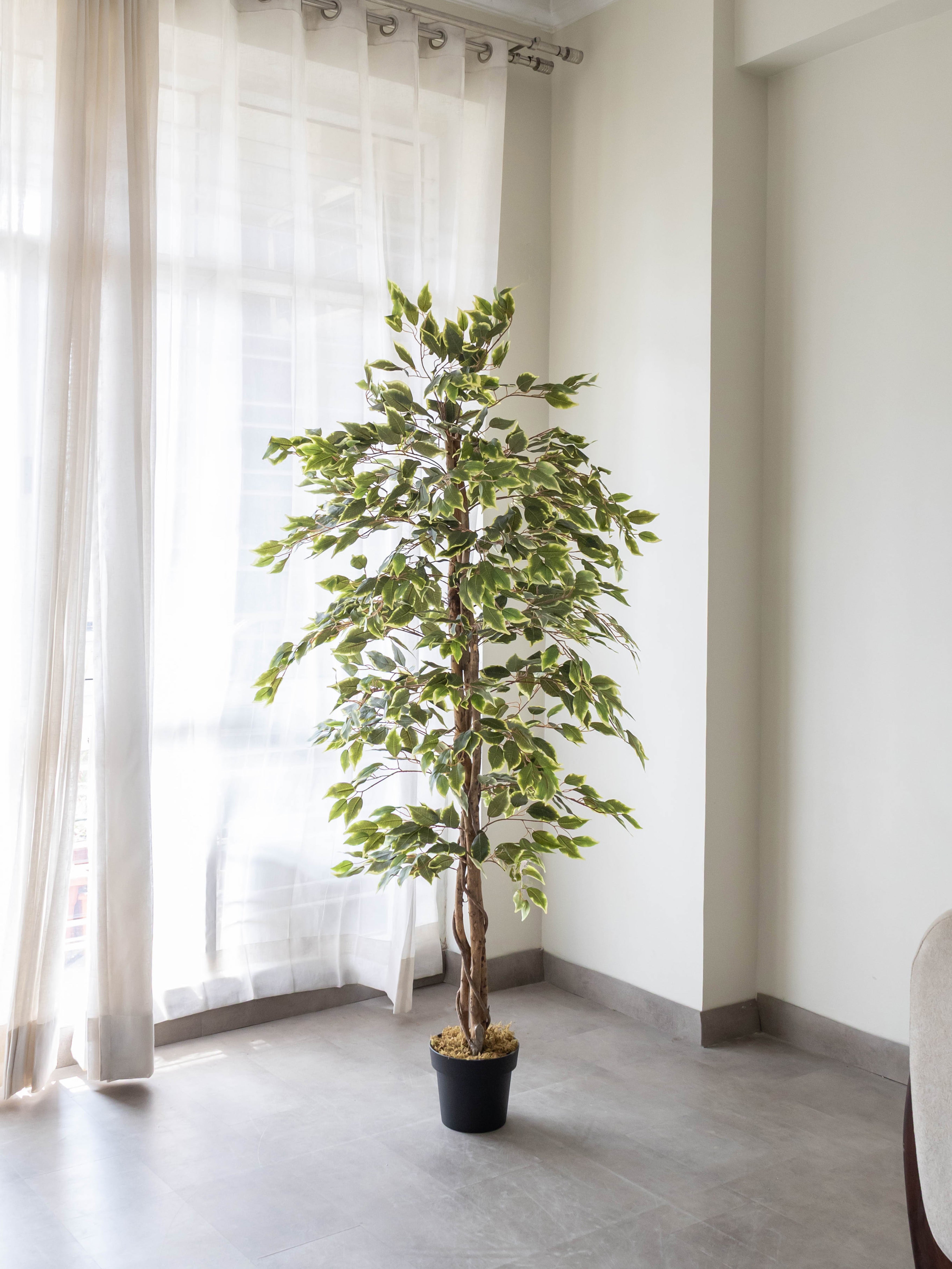 Artificial Variegated Ficus Tree 6ft