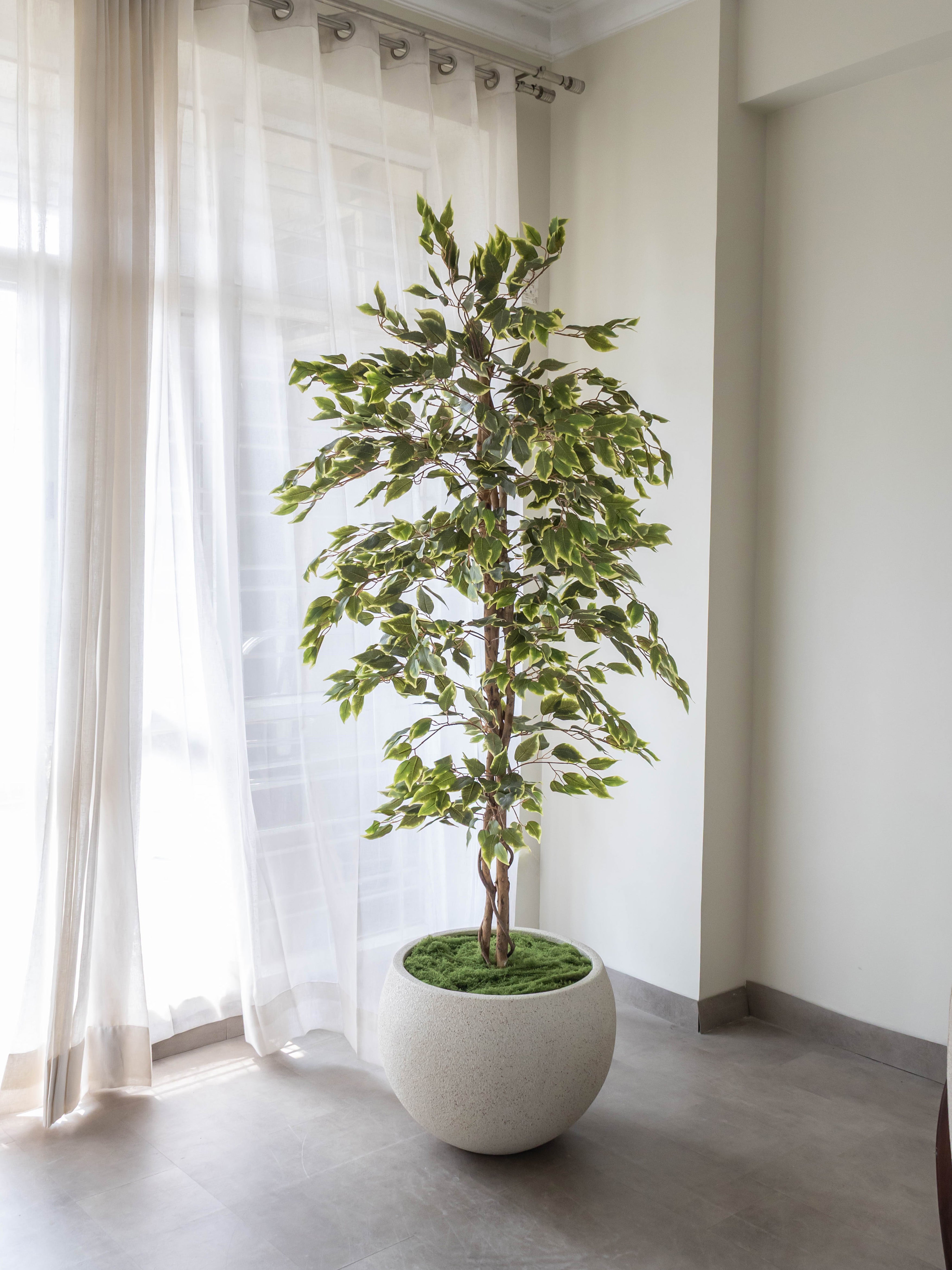 Artificial Variegated Ficus Tree 6ft