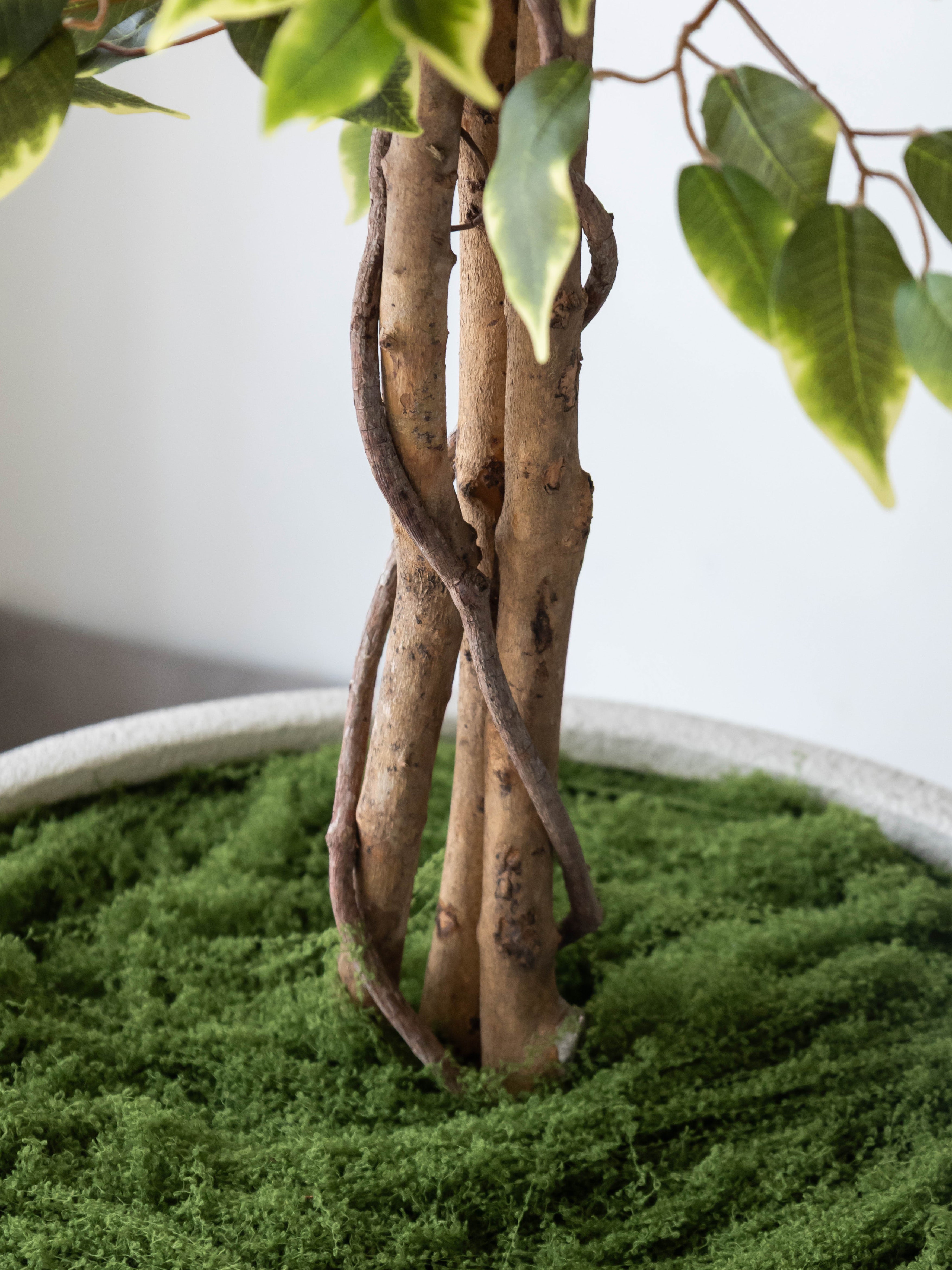 Artificial Variegated Ficus Tree 6ft