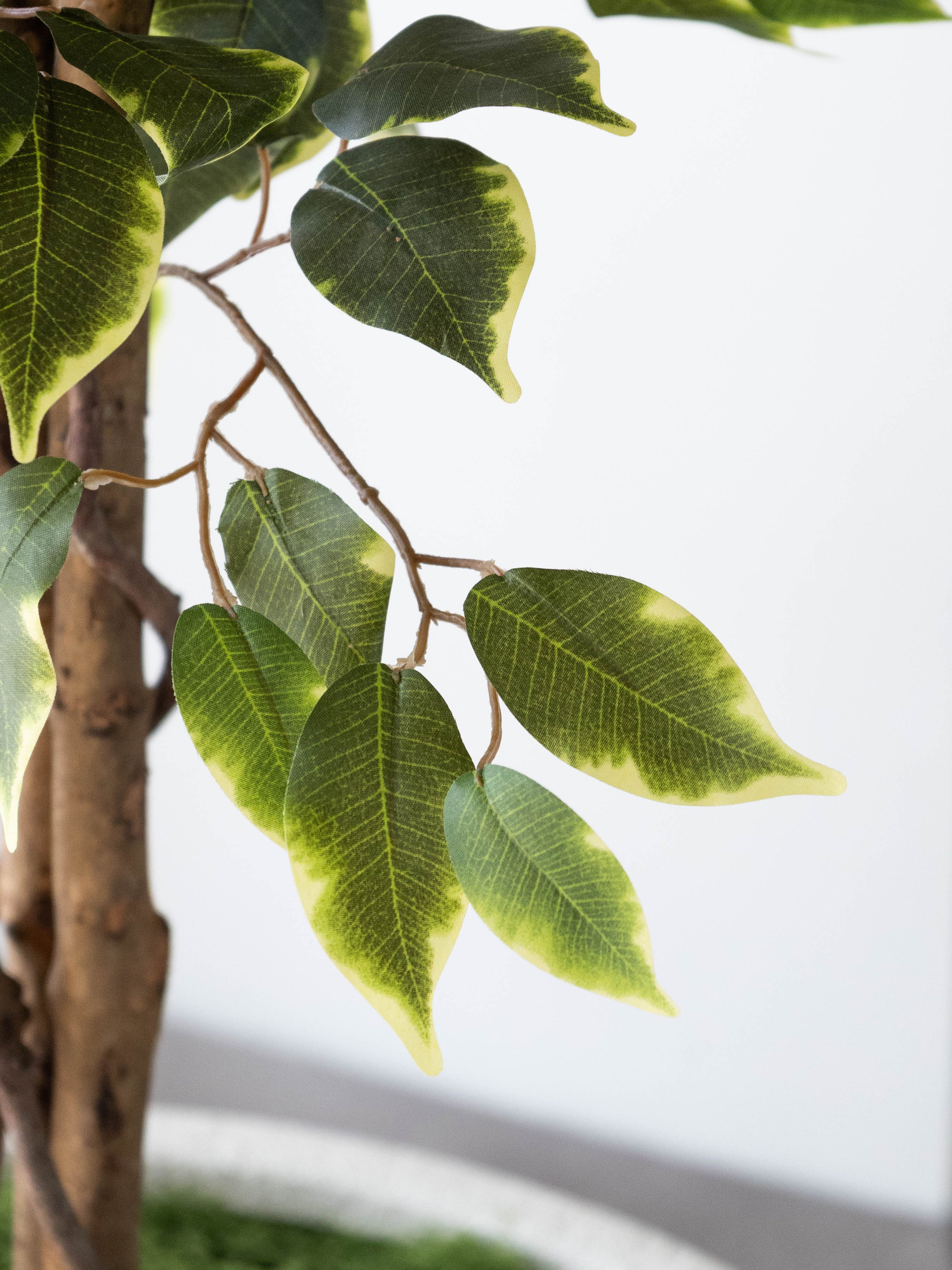 Artificial Variegated Ficus Tree 6ft