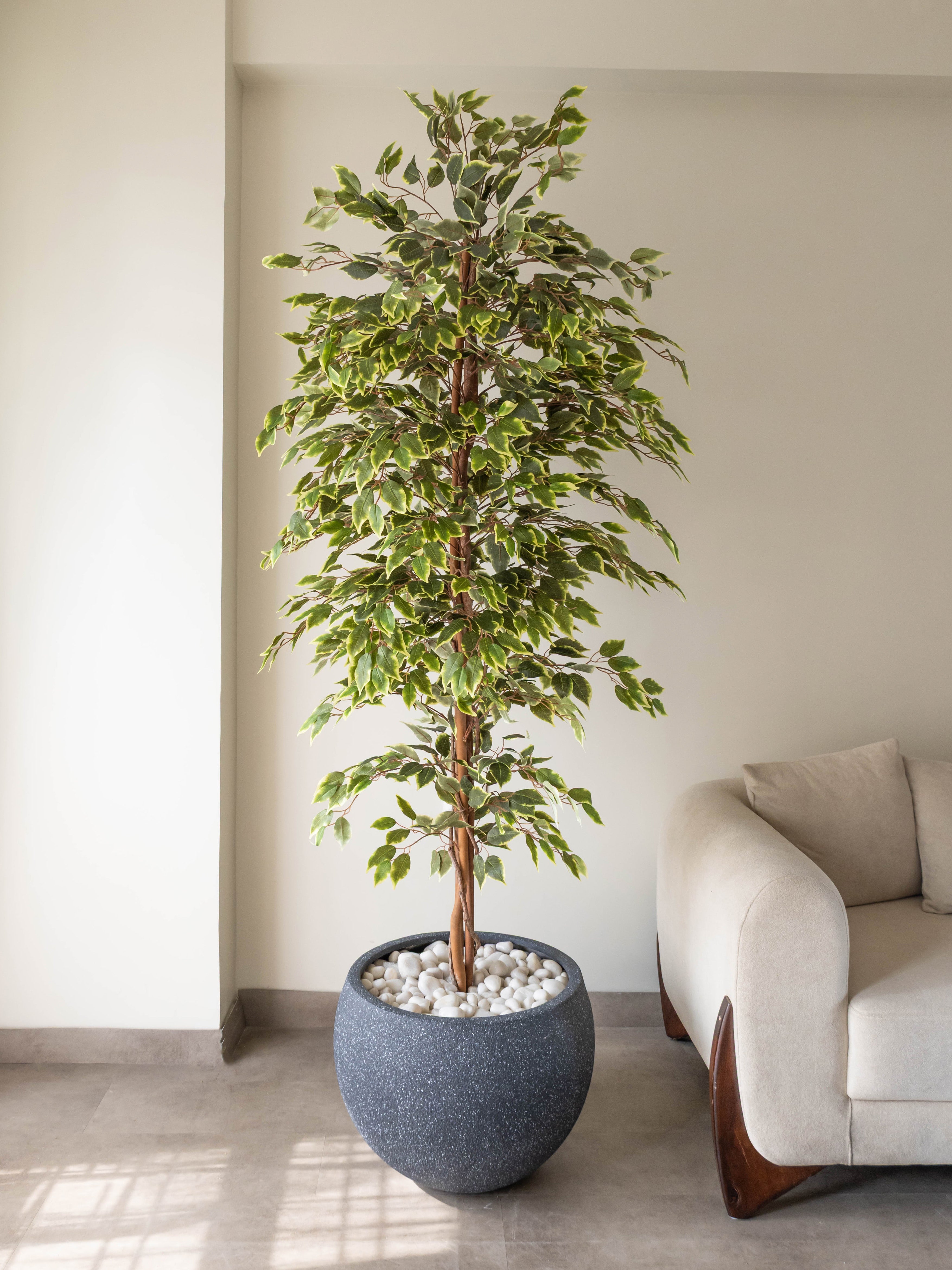 Artificial Variegated Ficus Tree 7ft