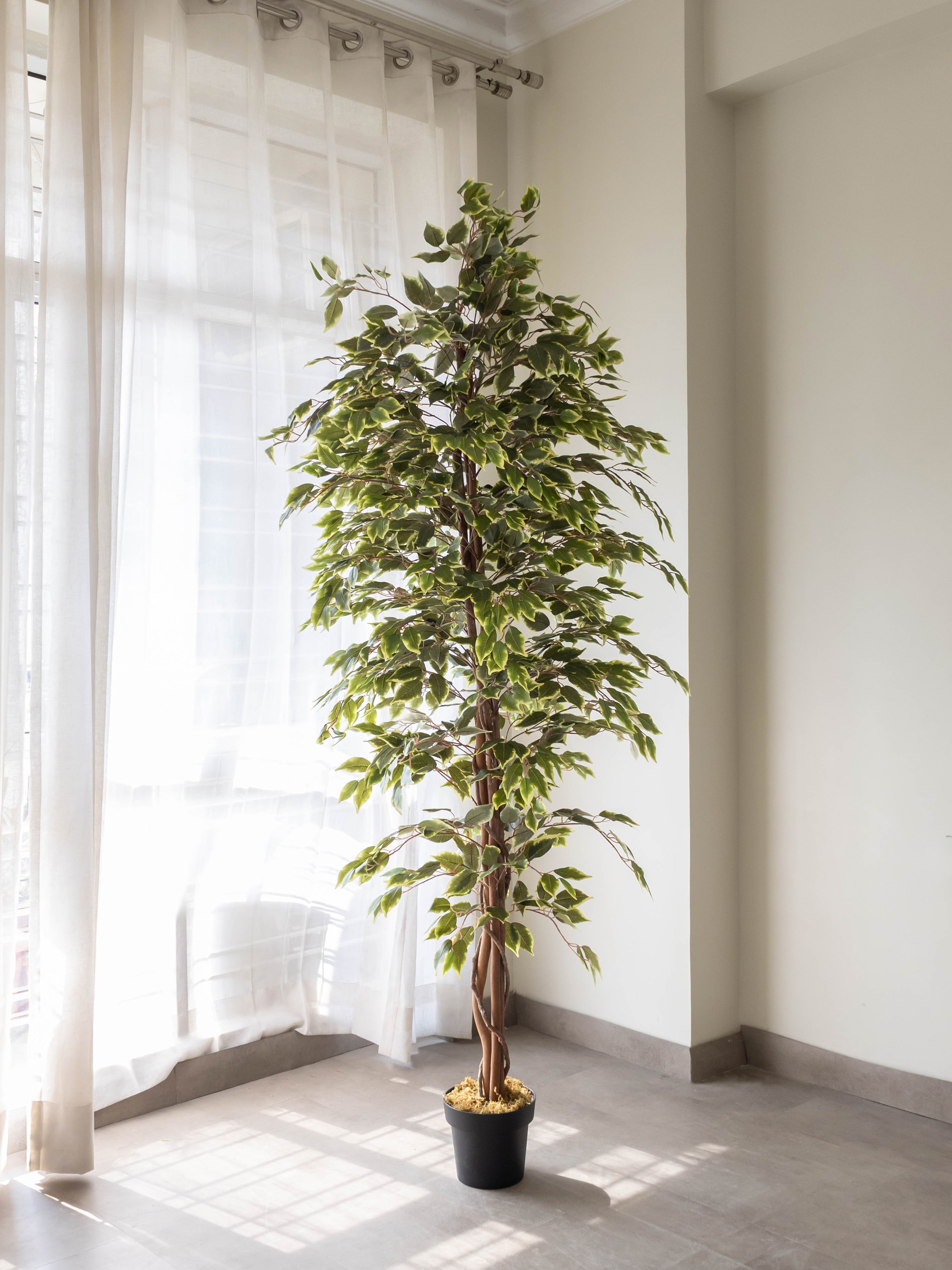 Artificial Variegated Ficus Tree 7ft