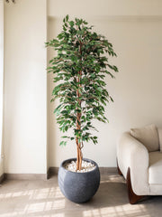 Artificial Ficus Benjamina Tree 7ft