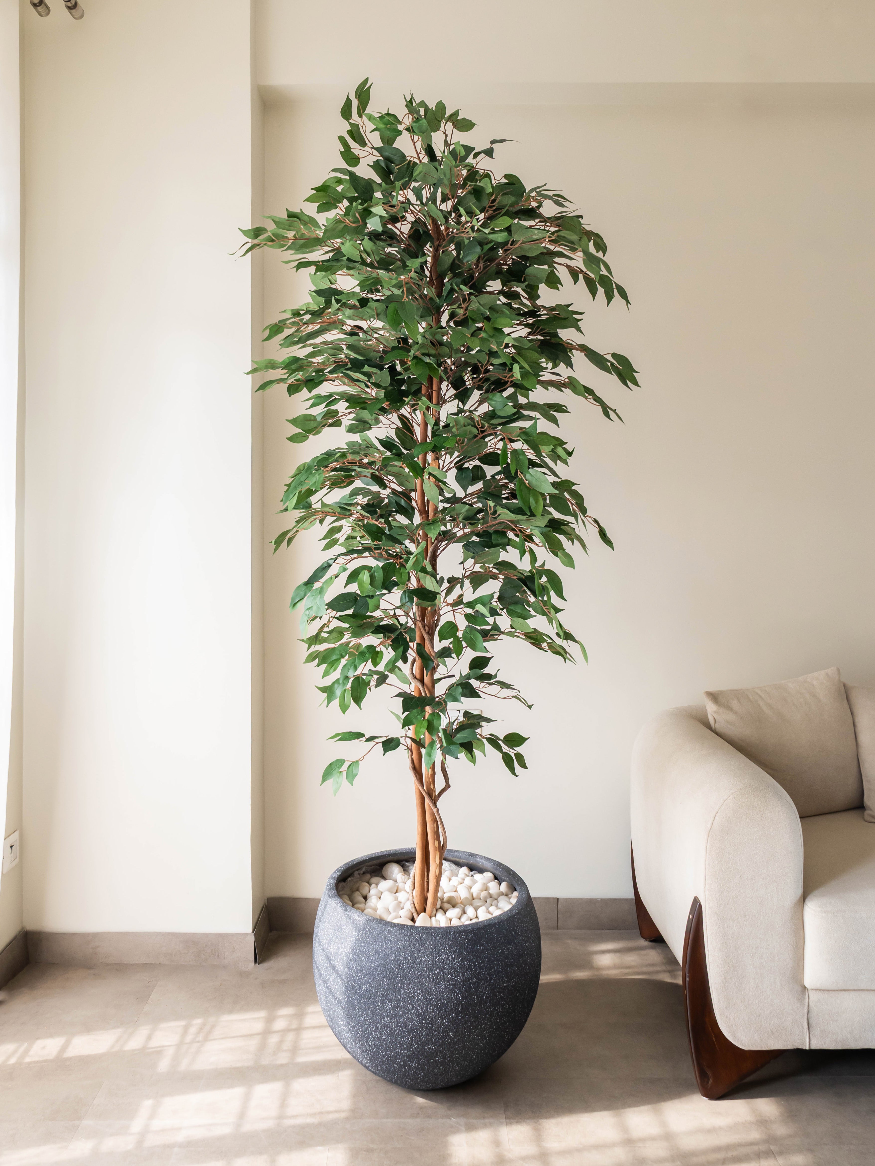 Artificial Ficus Benjamina Tree 7ft