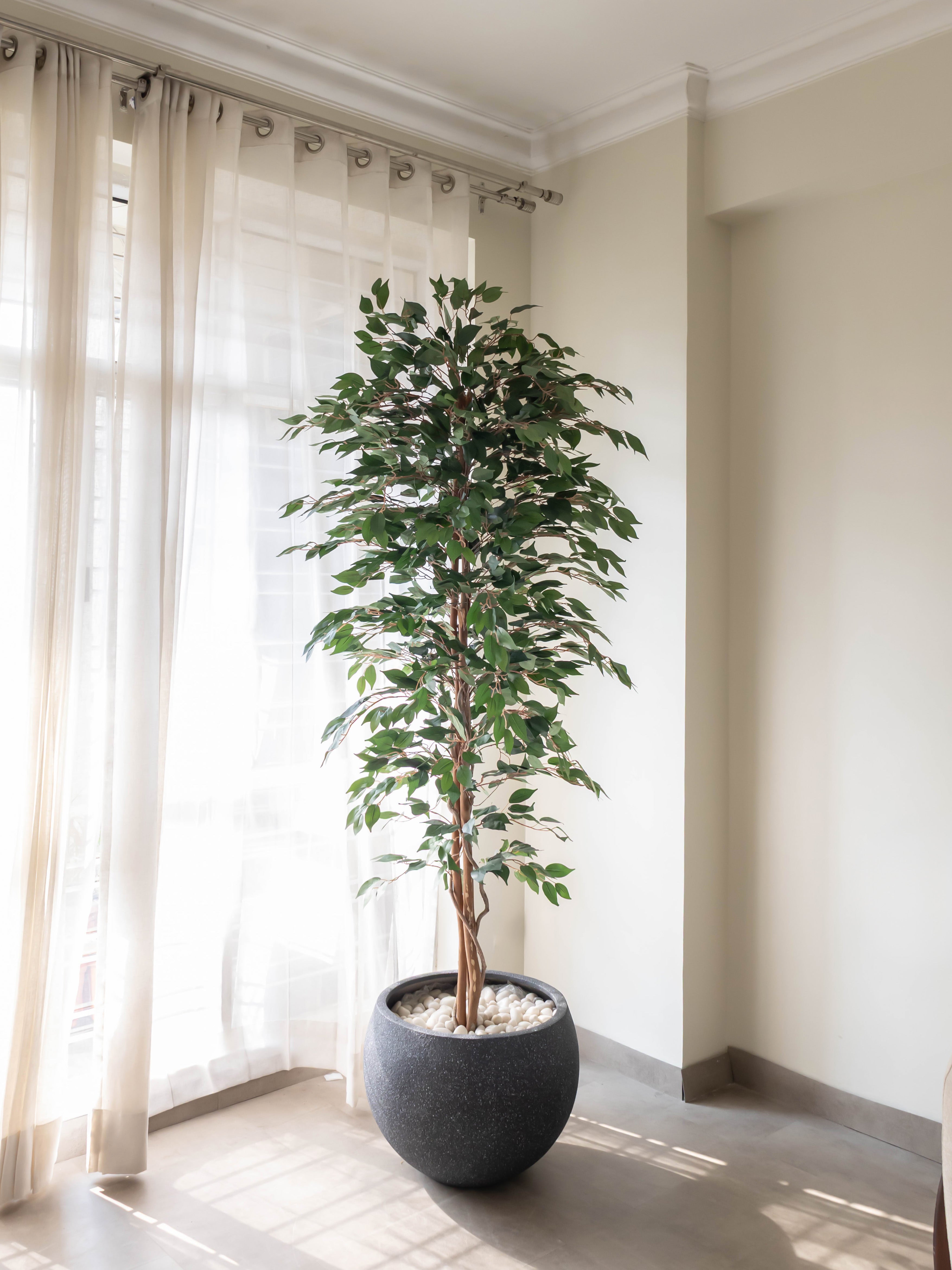 Artificial Ficus Benjamina Tree 7ft