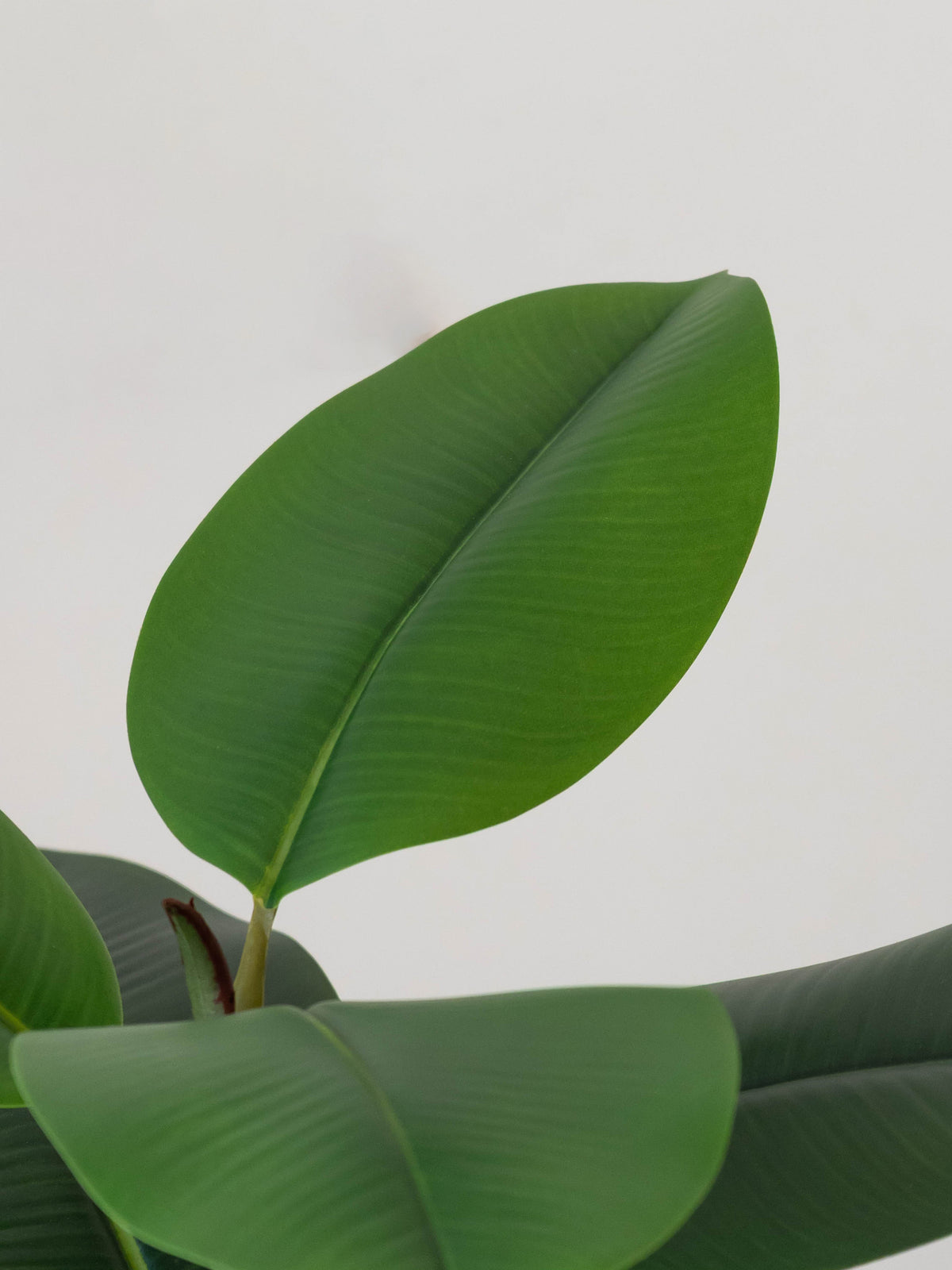 Artificial Vista Rubber Plant 2.2ft