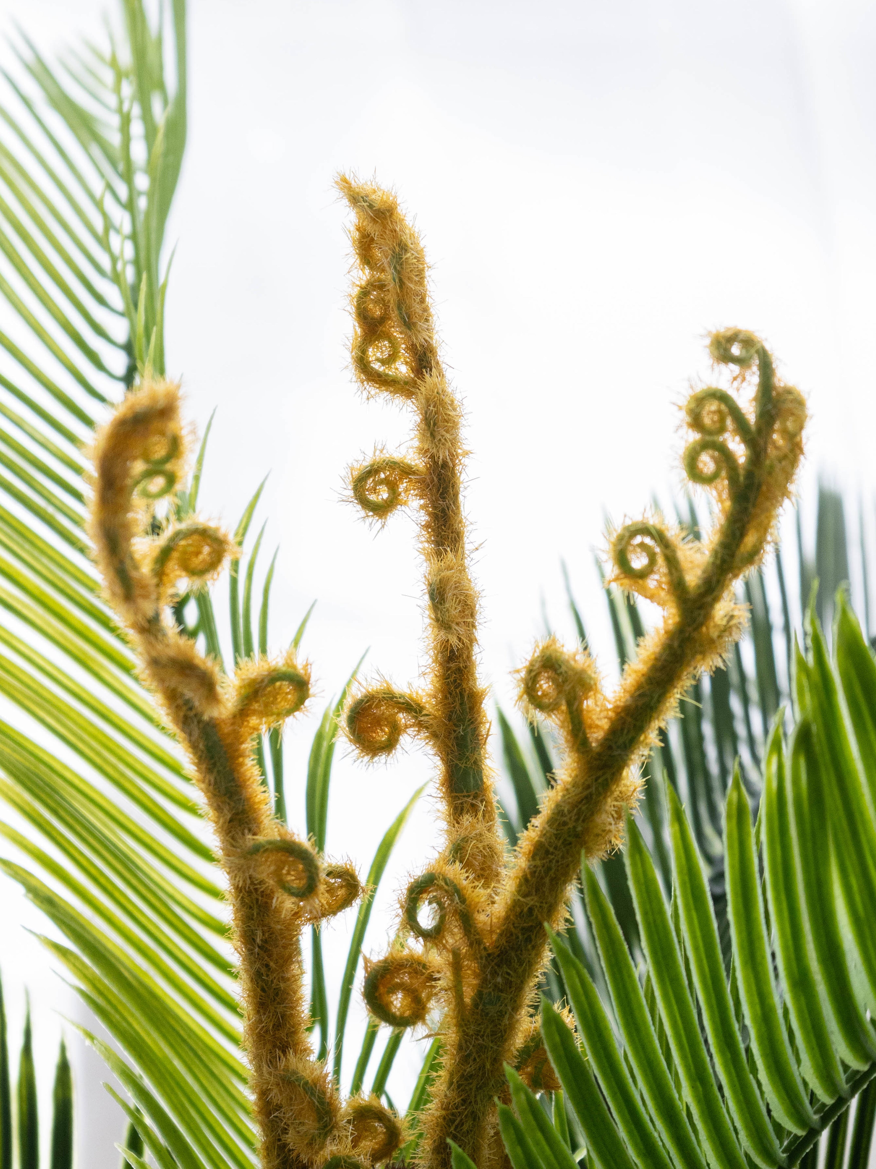 Artificial Cycas Palm Plant 2.5ft