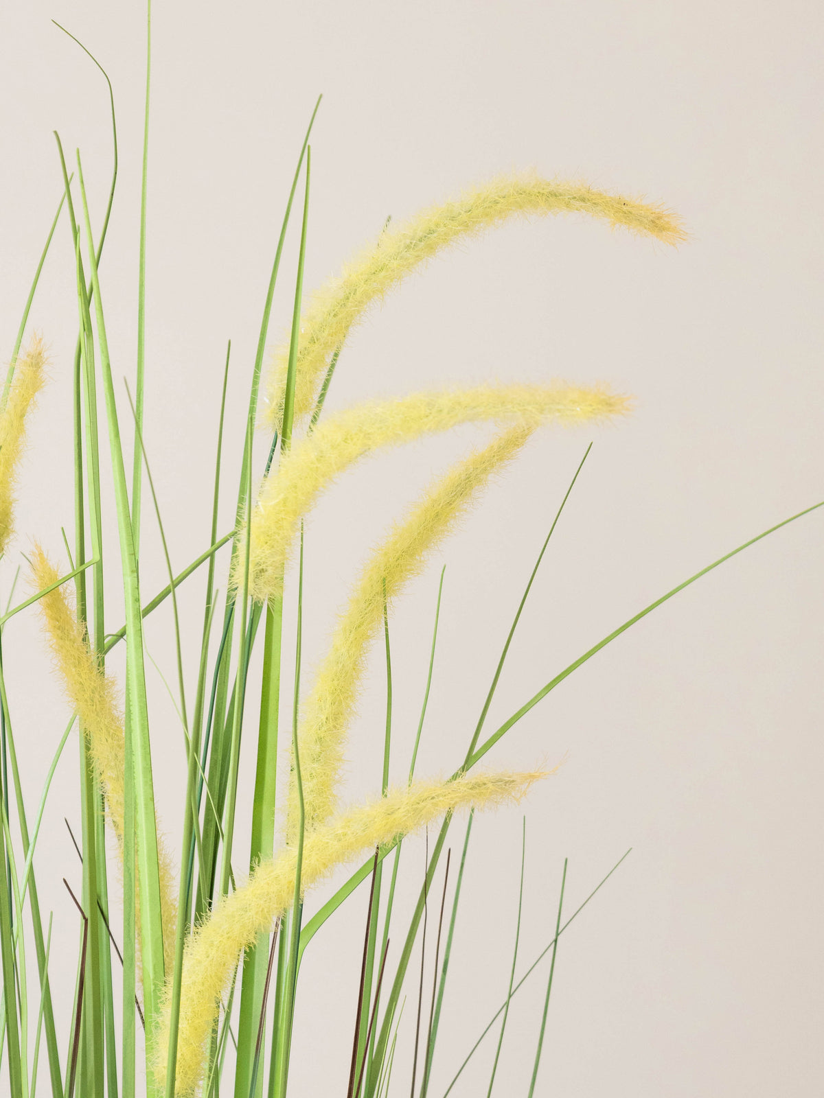Golden Meadow Grass Plant 4ft