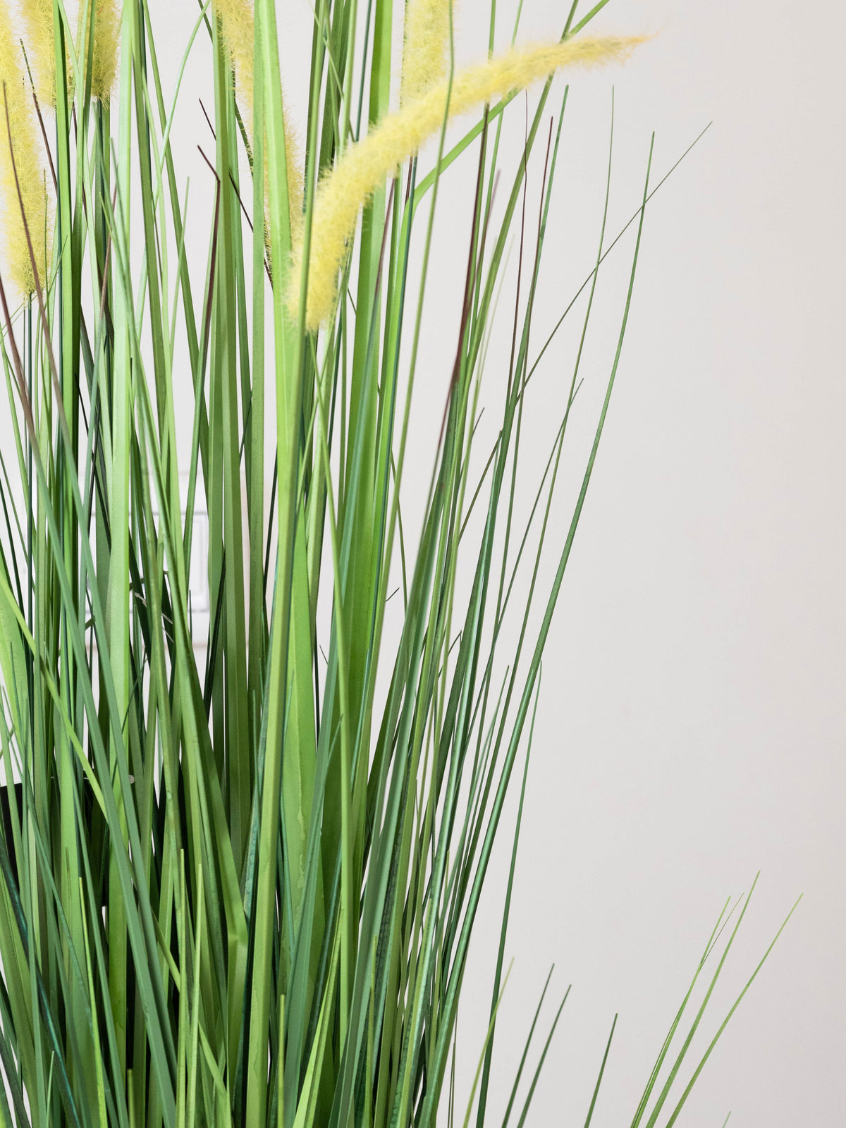 Golden Meadow Grass Plant 4ft