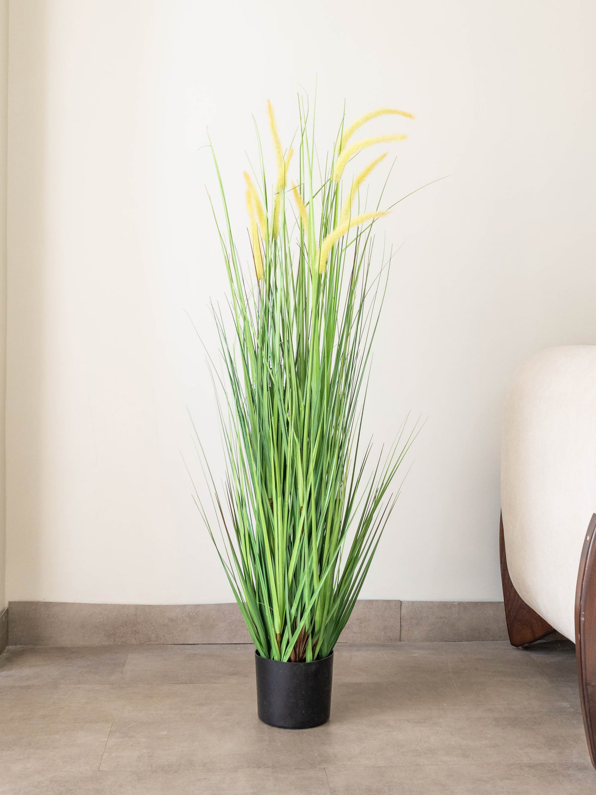 Golden Meadow Grass Plant 4ft