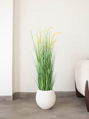 Golden Meadow Grass Plant 4ft