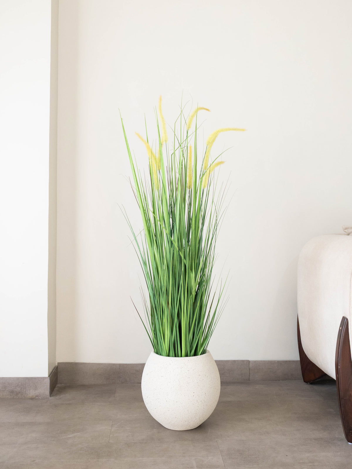 Golden Meadow Grass Plant 4ft