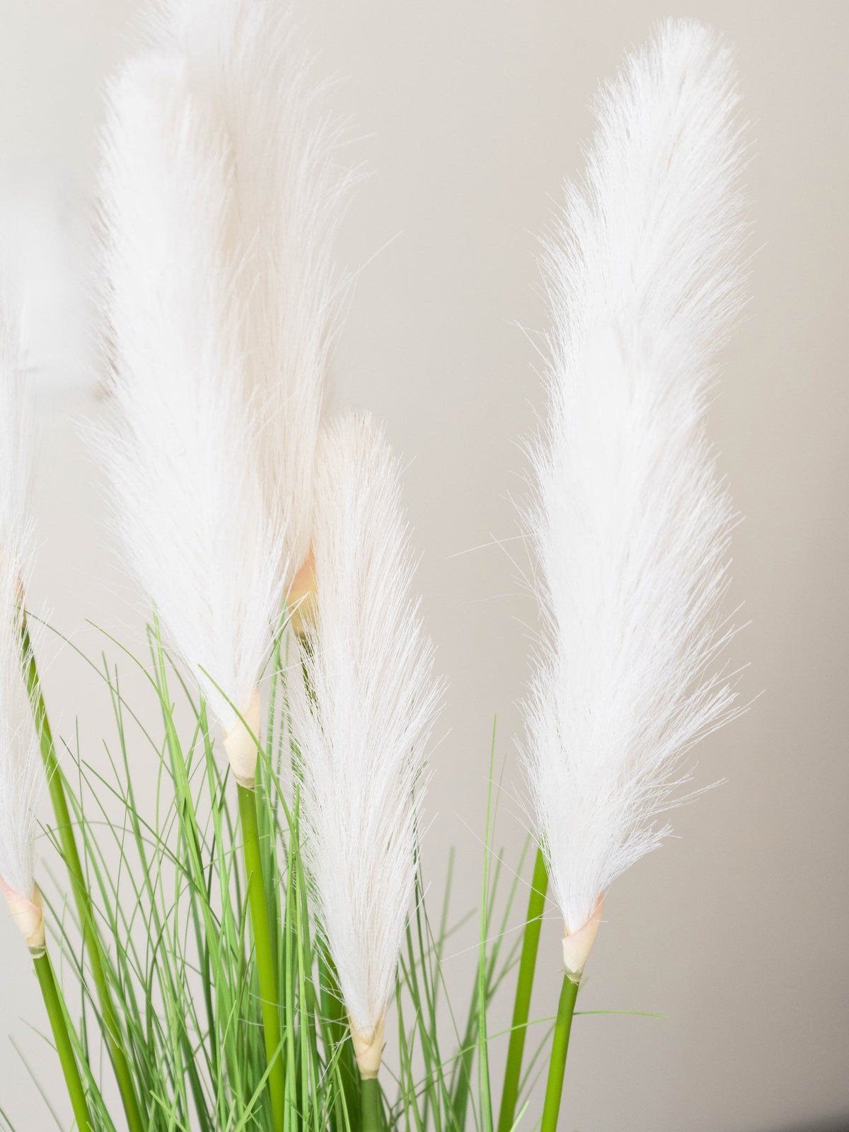 White Plume Foxtail Grass Plant 3ft