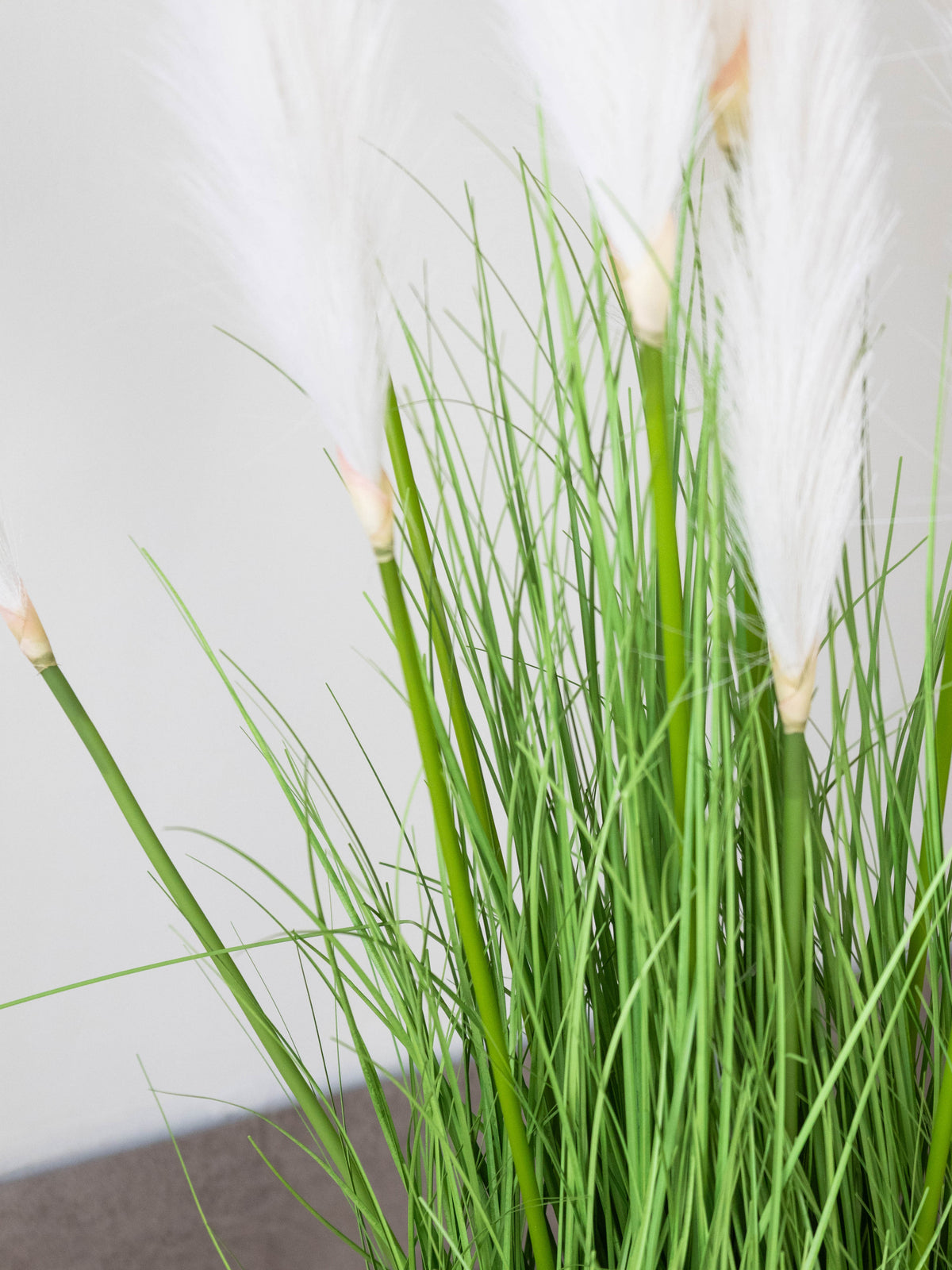 White Plume Foxtail Grass Plant 3ft