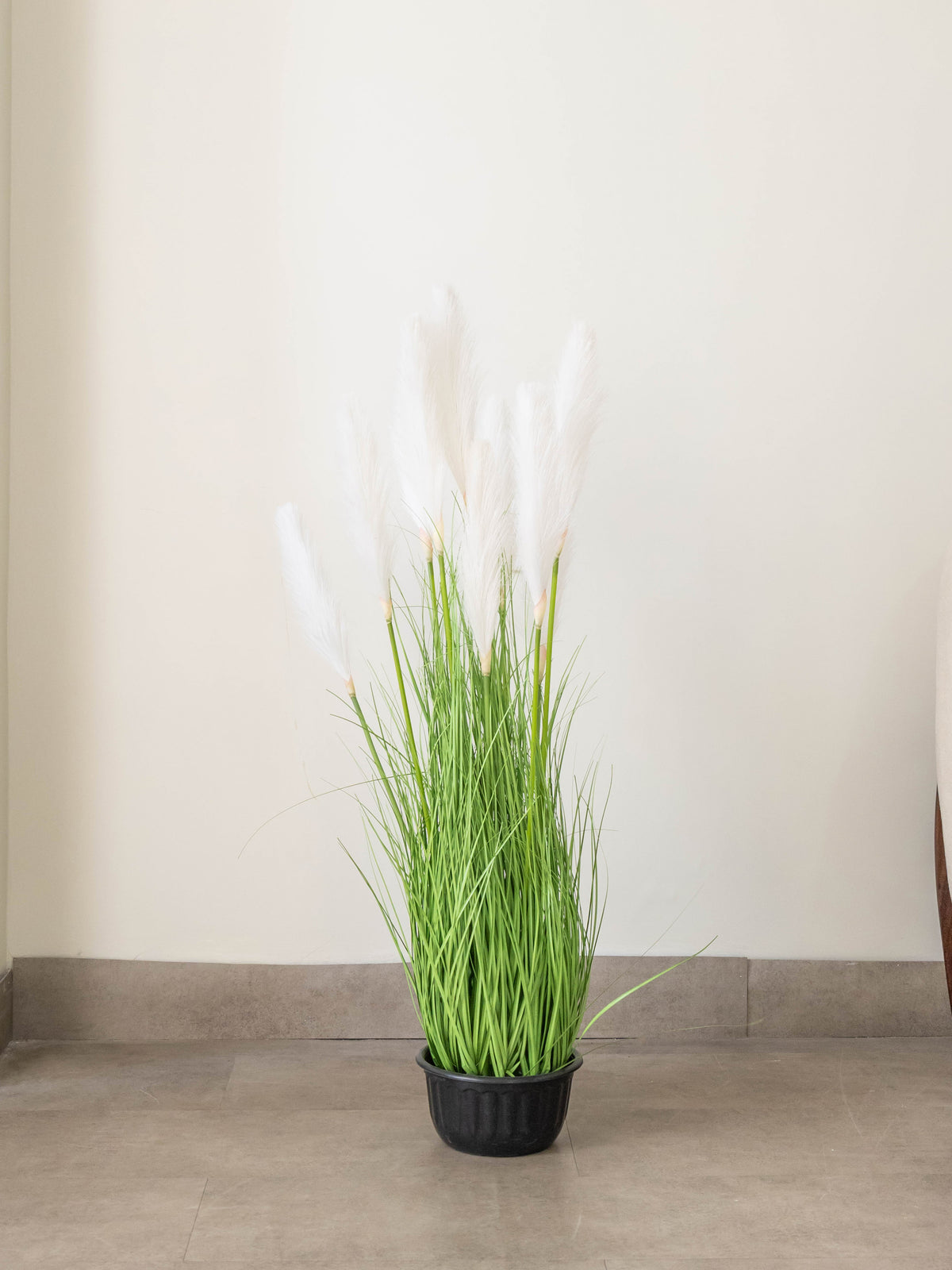White Plume Foxtail Grass Plant 3ft
