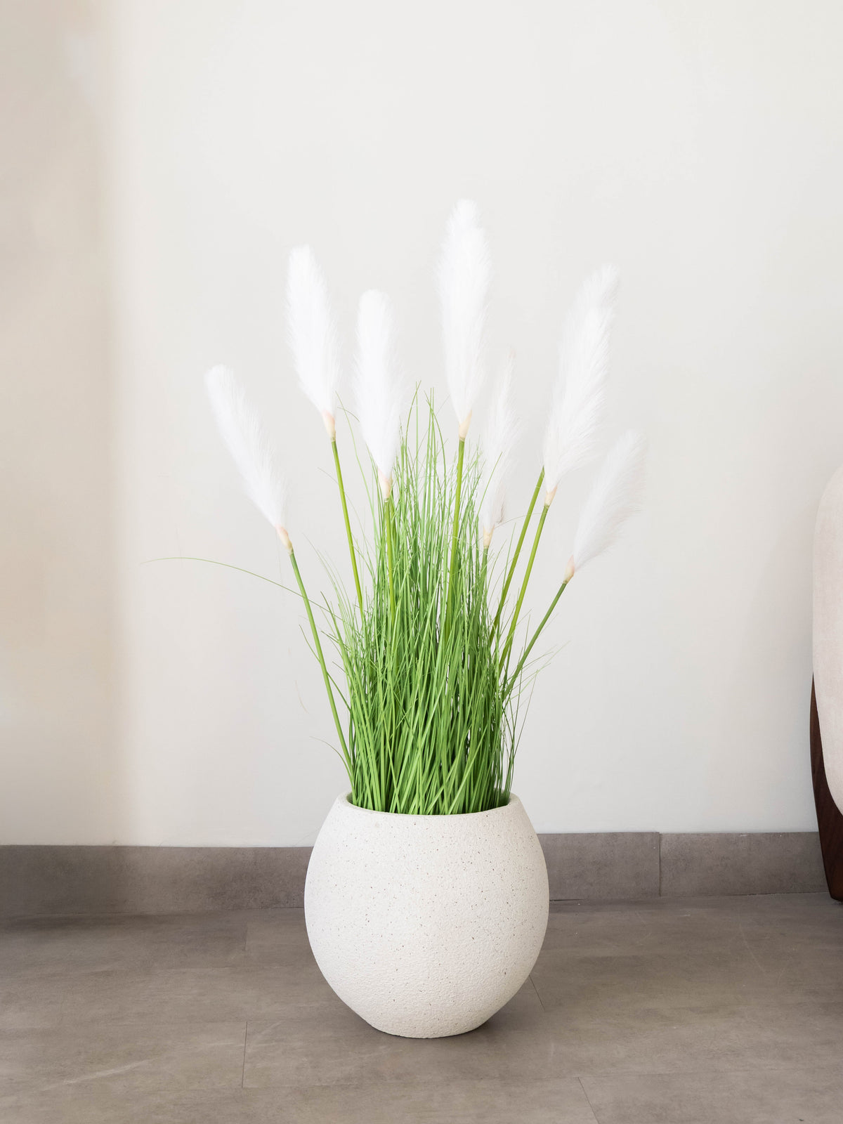 White Plume Foxtail Grass Plant 3ft