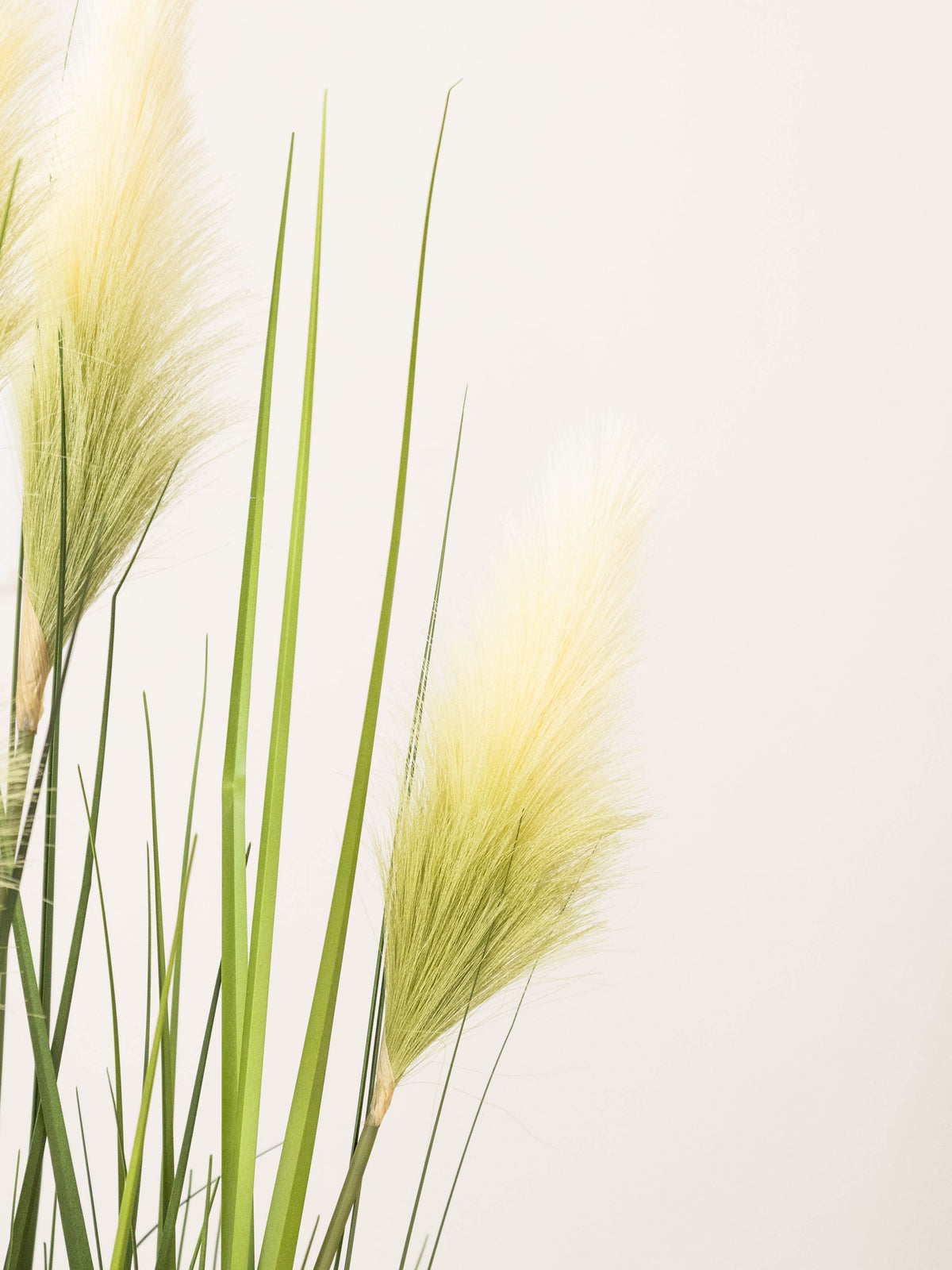 Ivory Plume Foxtail Grass Plant 3.5ft