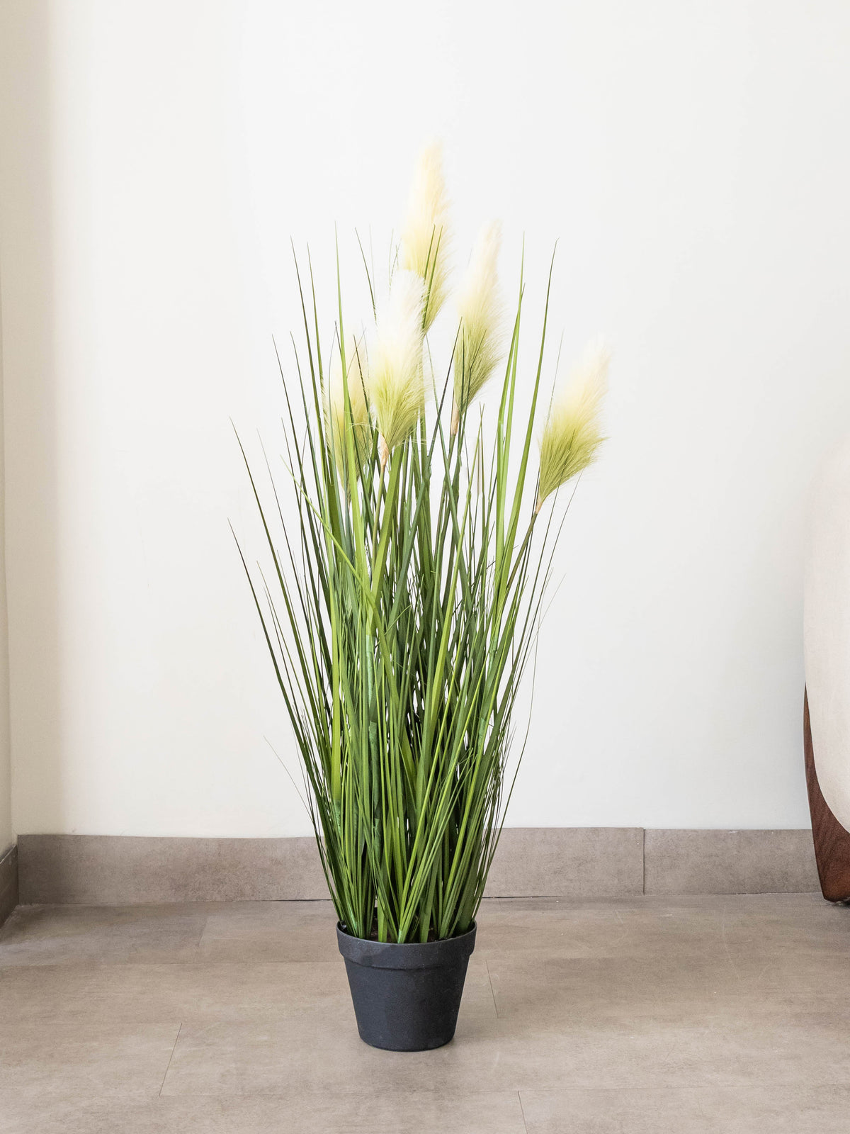 Ivory Plume Foxtail Grass Plant 3.5ft