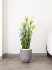 Ivory Plume Foxtail Grass Plant 3.5ft