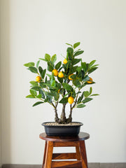 Artificial Lemon Grove Bonsai 2ft