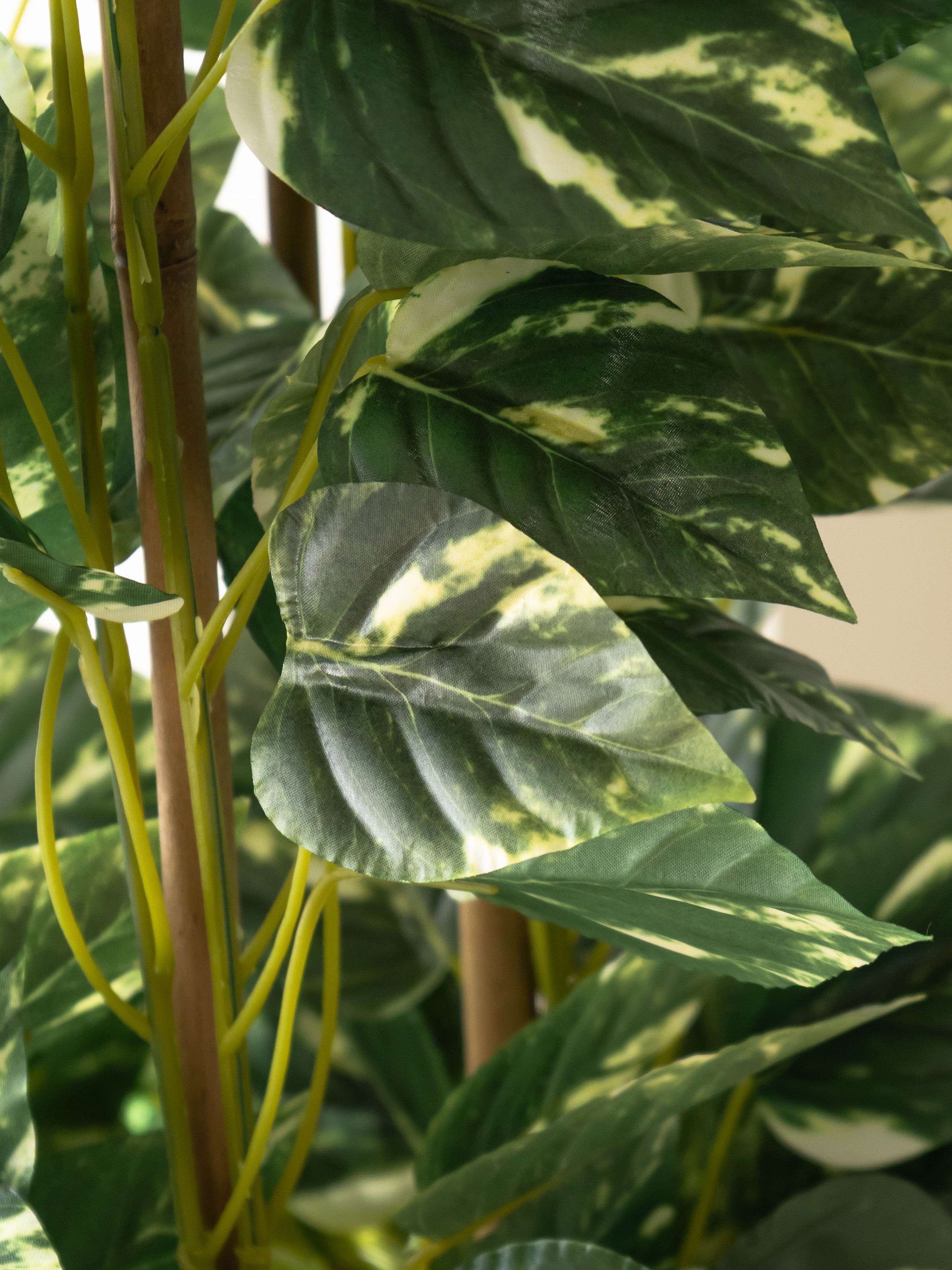 Lush Cascade Money Plant 5ft